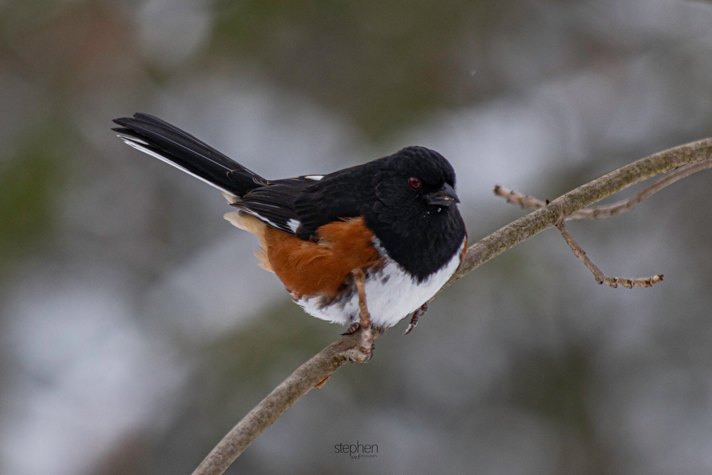 Towhee5 - Brecksville Metroparks.jpeg