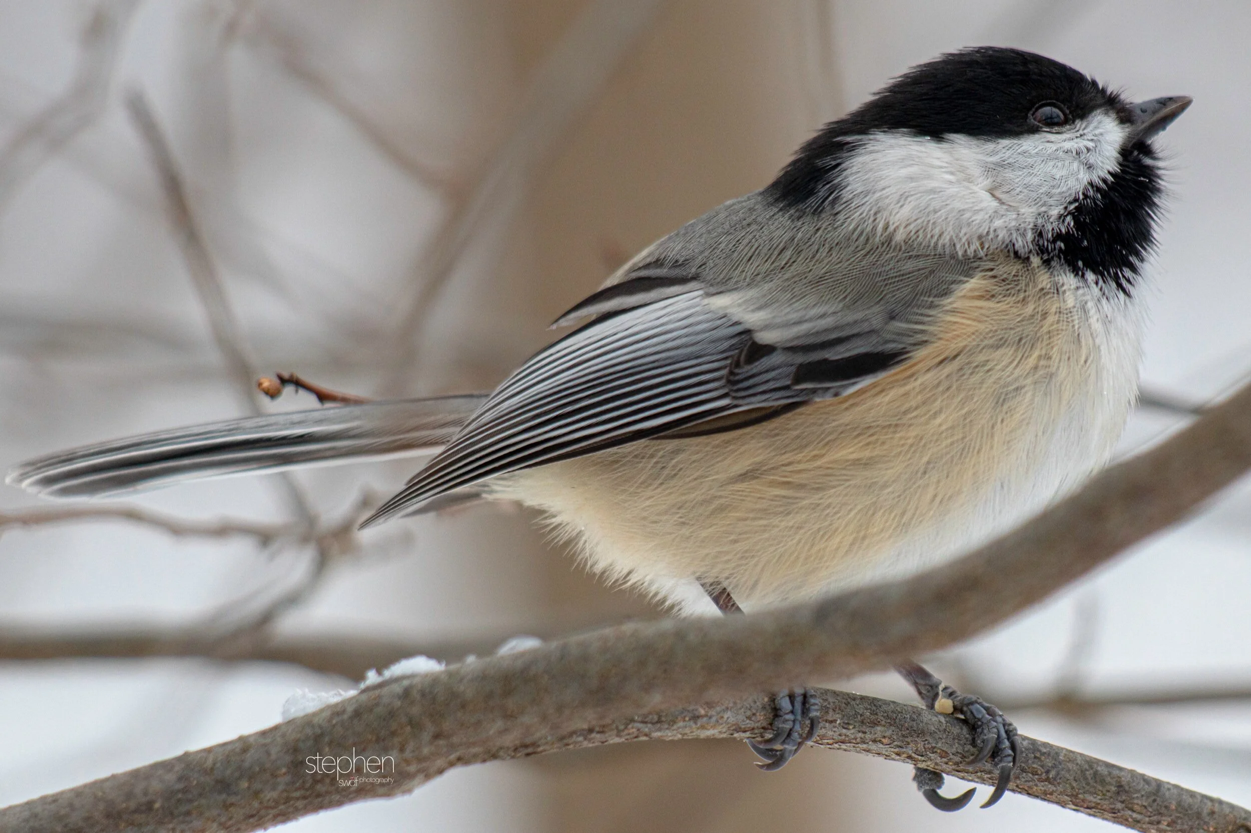 Chickadee - Brecksville Metroparks.jpeg