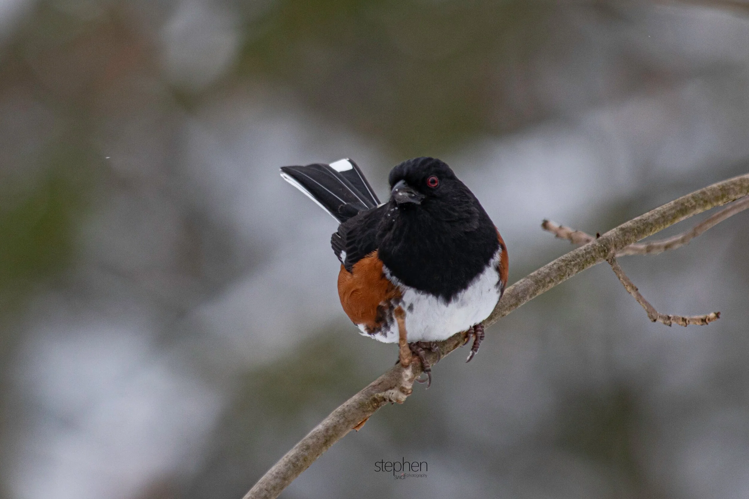 Towhee7 - Brecksville Metroparks.jpeg