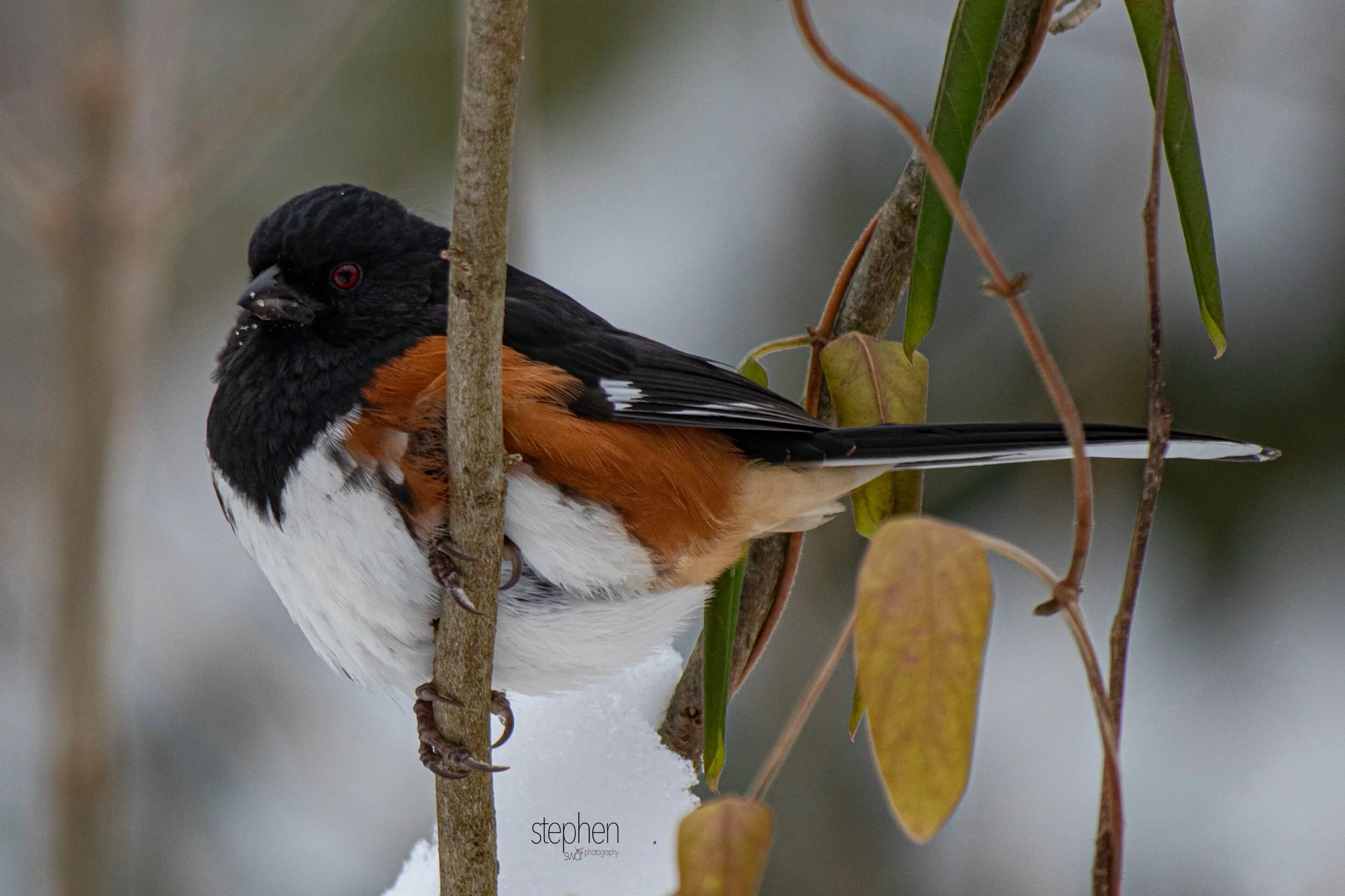 Towhee13 - Brecksville Metroparks.jpeg