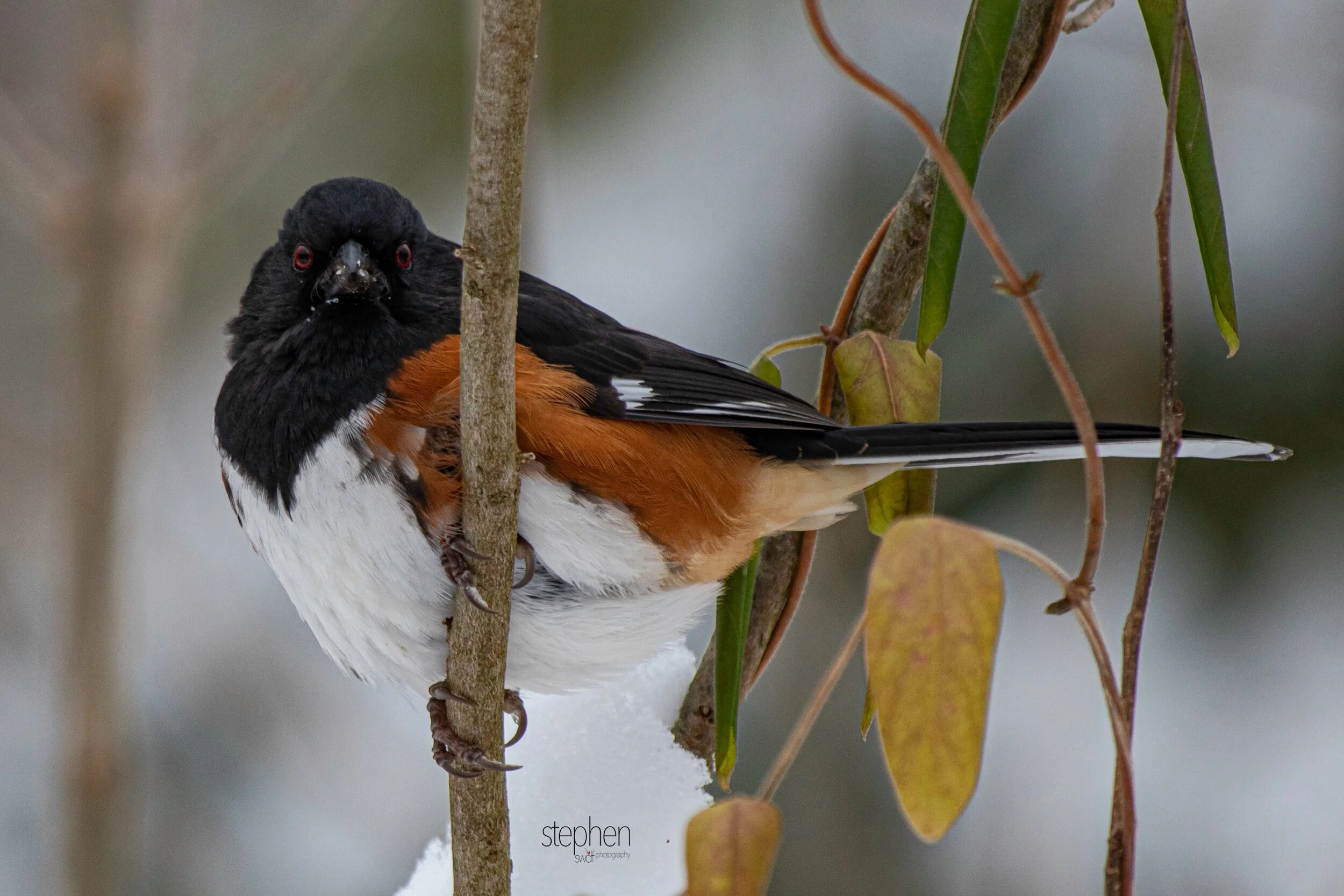 Towhee14 - Brecksville Metroparks.jpeg
