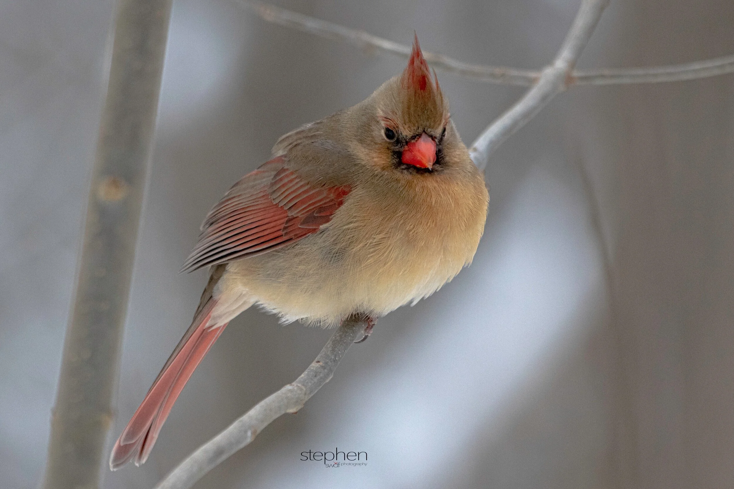 Betsy Cardinal3 - Brecksville Metroparks.jpeg