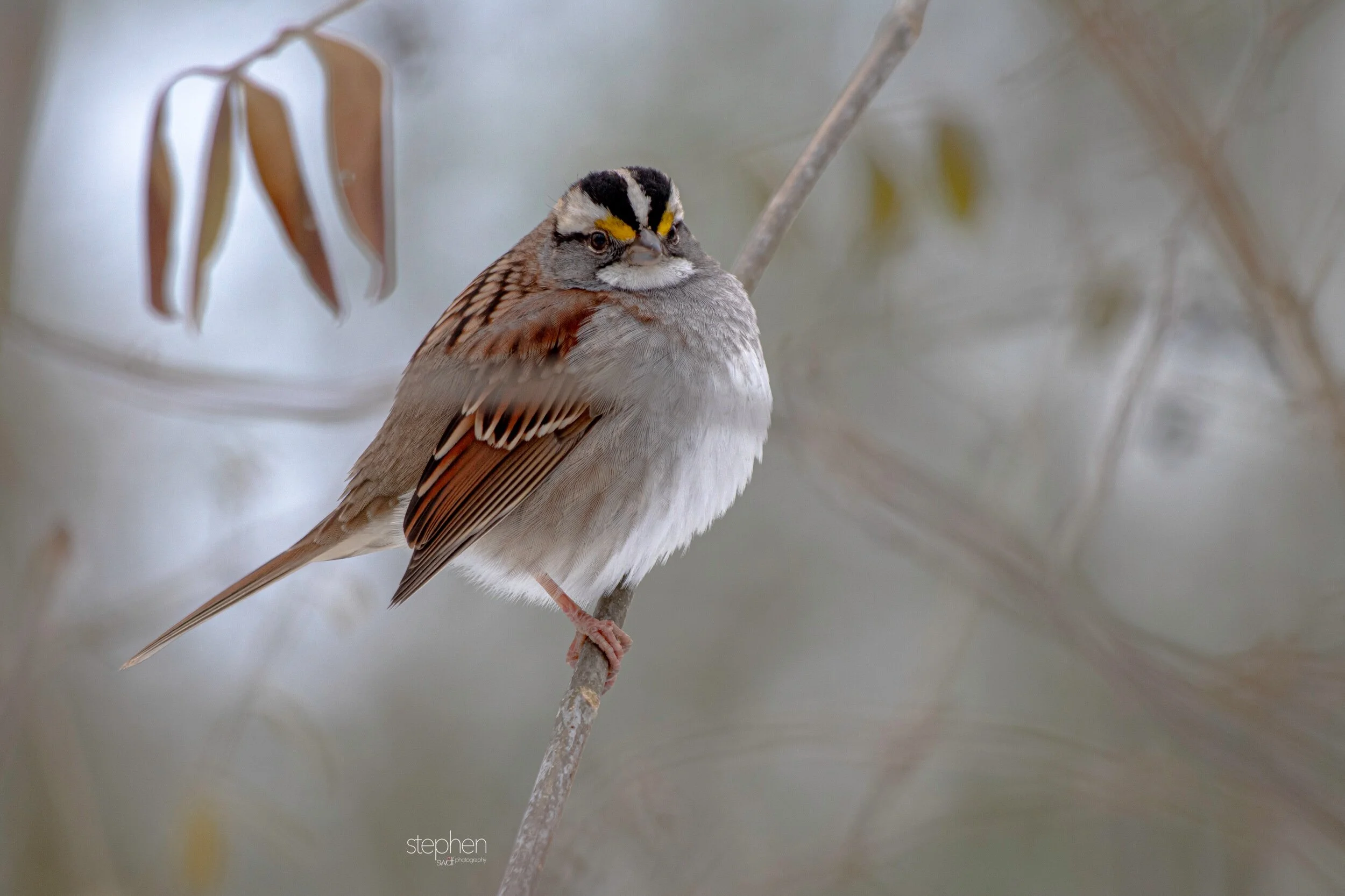 White Throated Sparrow3 - Brecksville Metroparks.jpeg