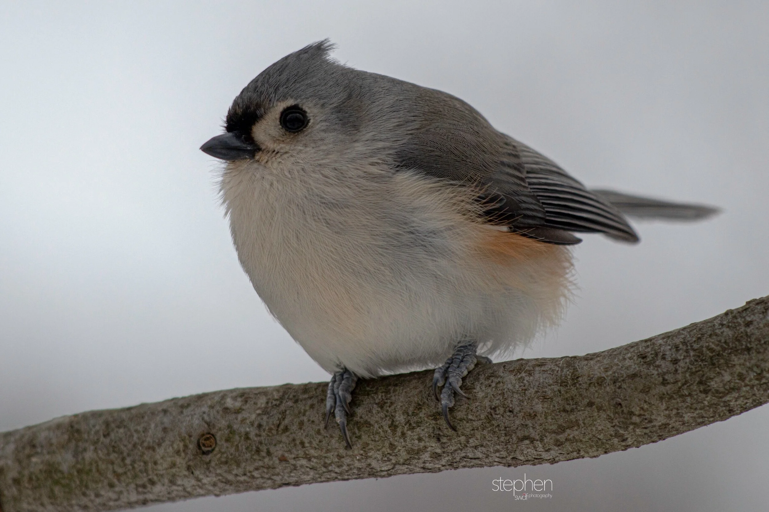 Titmouse - Brecksville Metroparks.jpeg