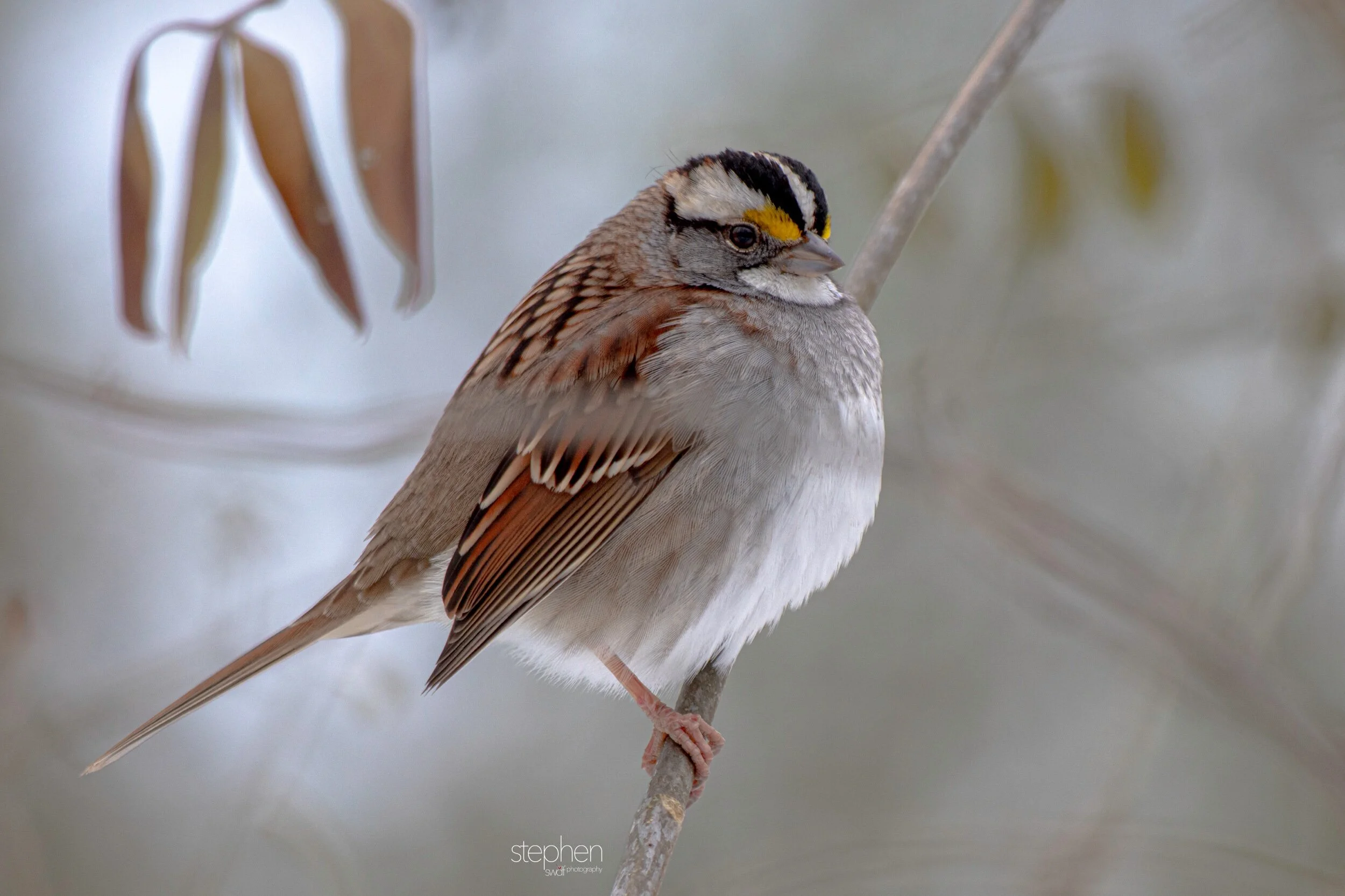 White Throated Sparrow - Brecksville Metroparks.jpeg