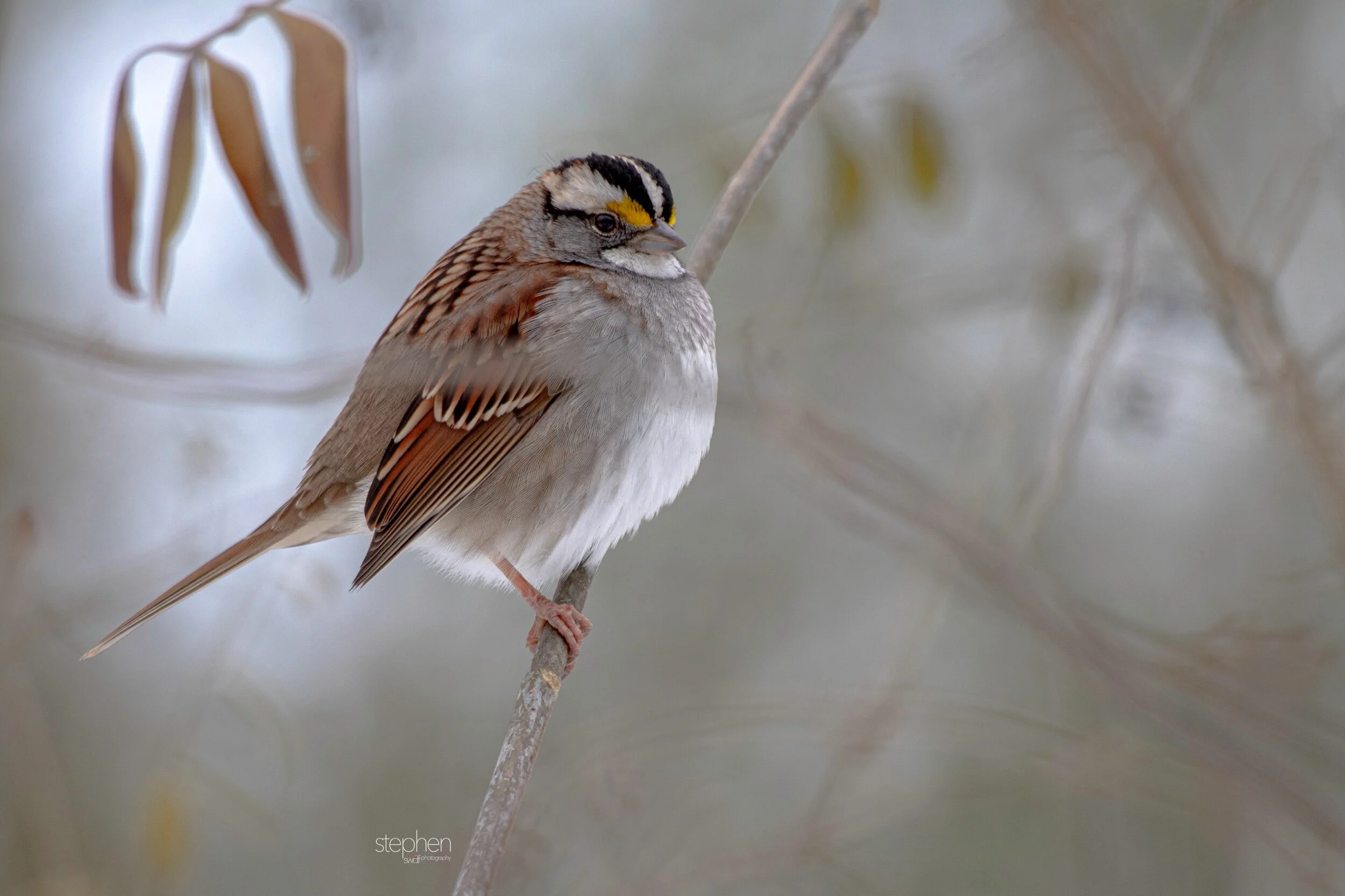 White Throated Sparrow2 - Brecksville Metroparks.jpeg