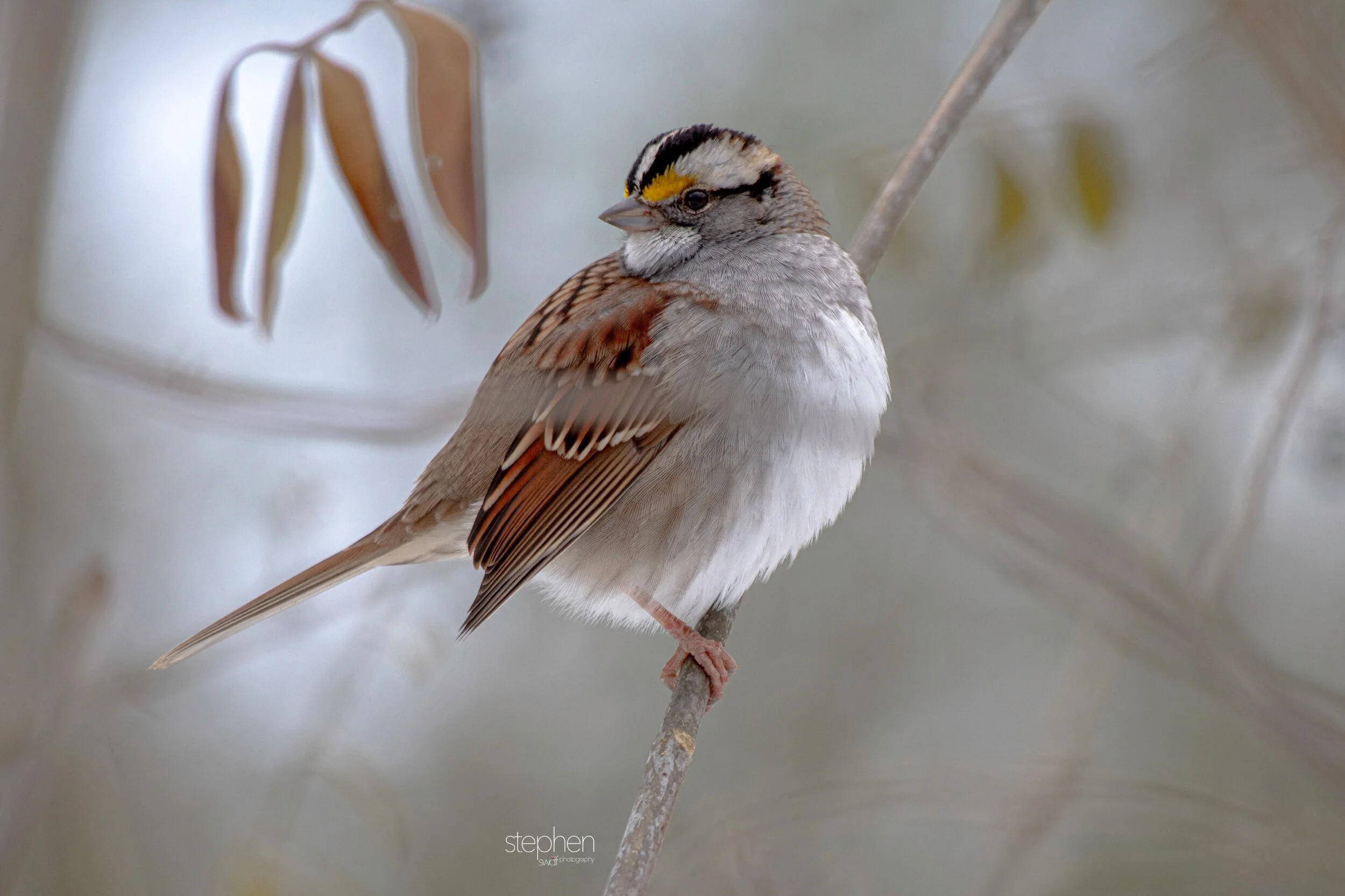 White Throated Sparrow4 - Brecksville Metroparks.jpeg