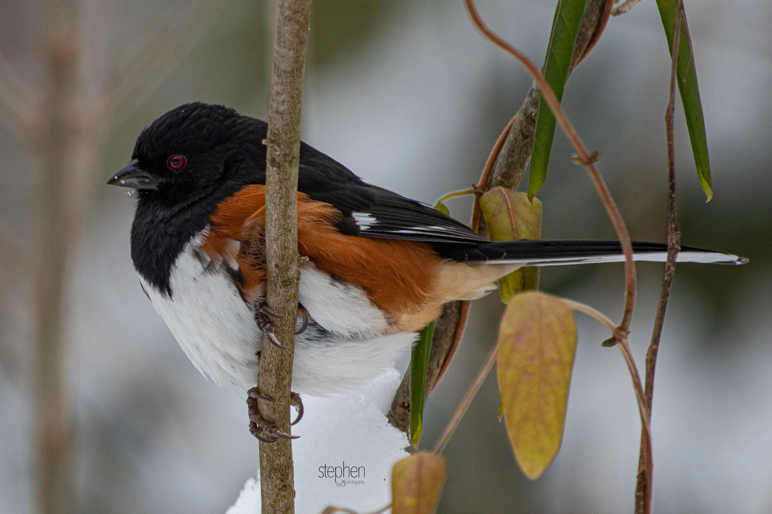 Towhee15 - Brecksville Metroparks.jpeg