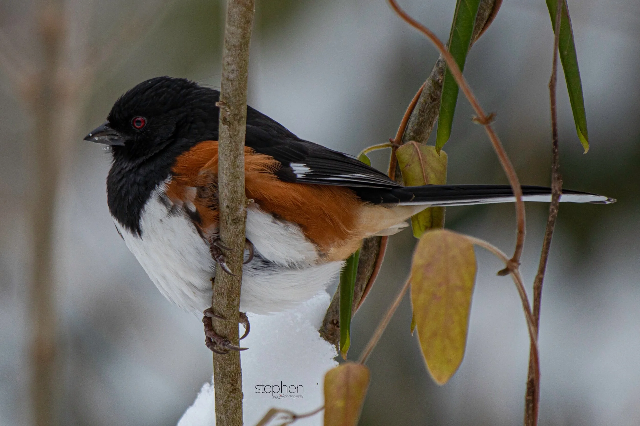 Towhee12 - Brecksville Metroparks.jpeg