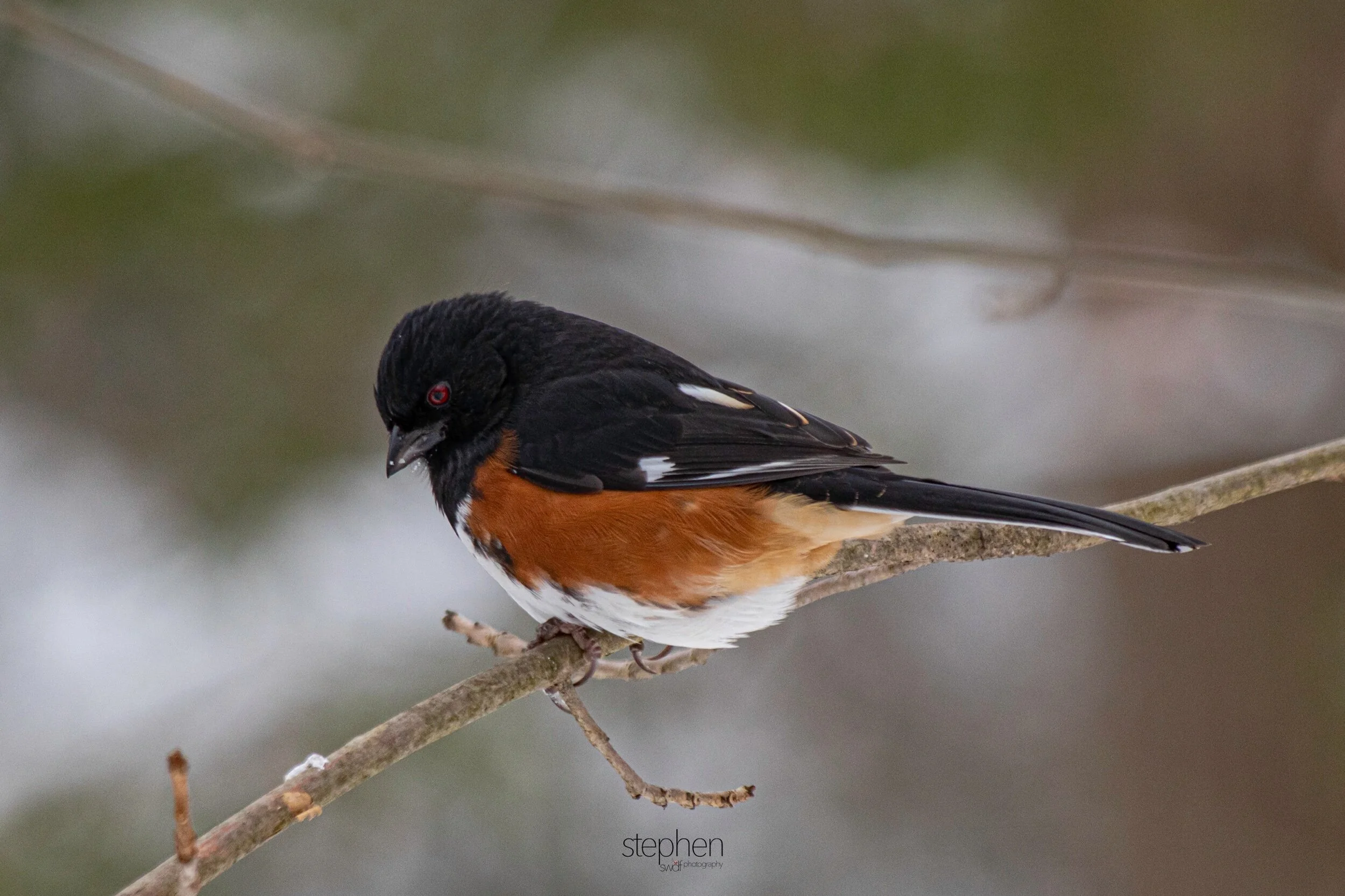 Towhee10 - Brecksville Metroparks.jpeg