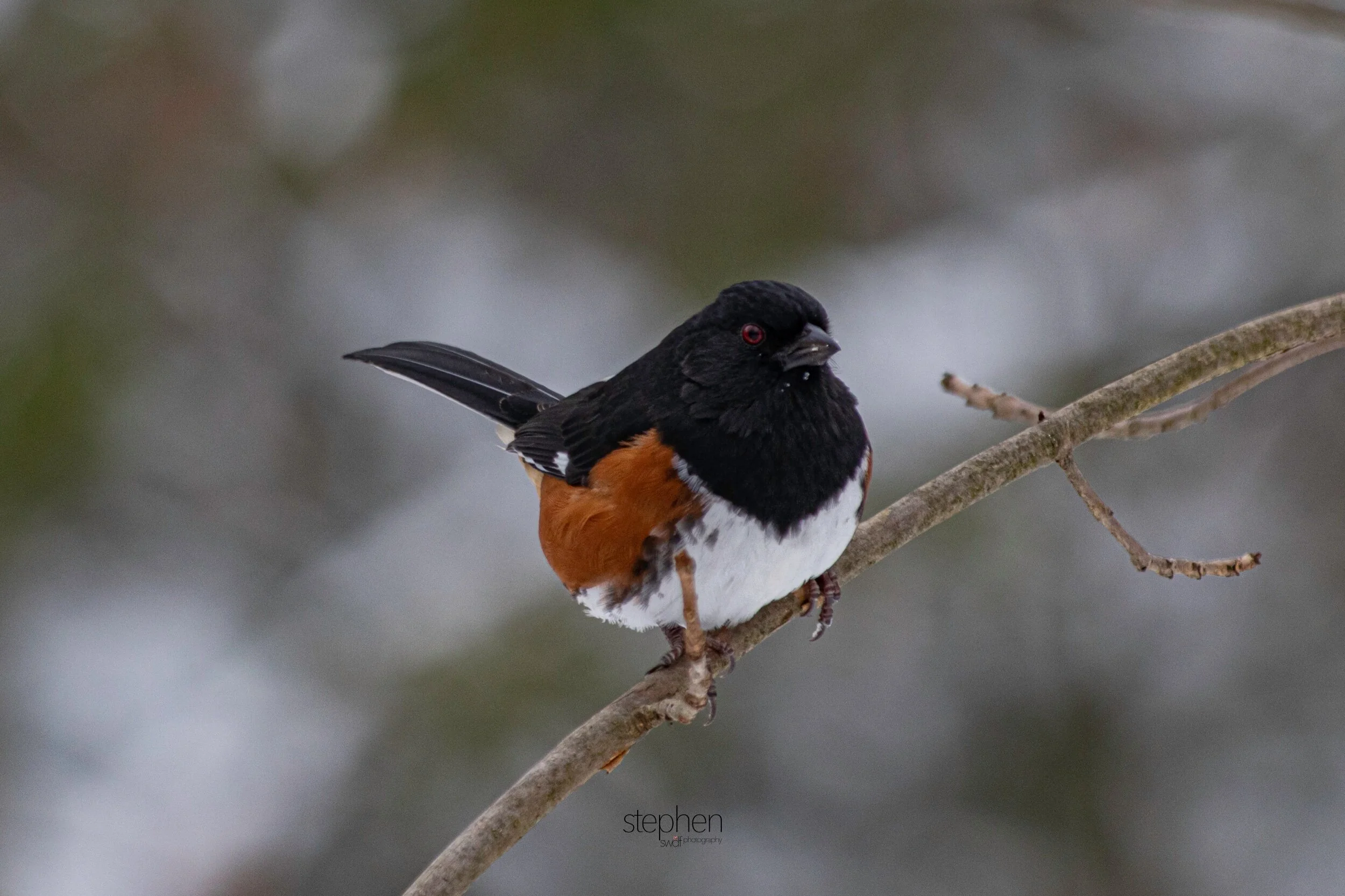 Towhee6 - Brecksville Metroparks.jpeg