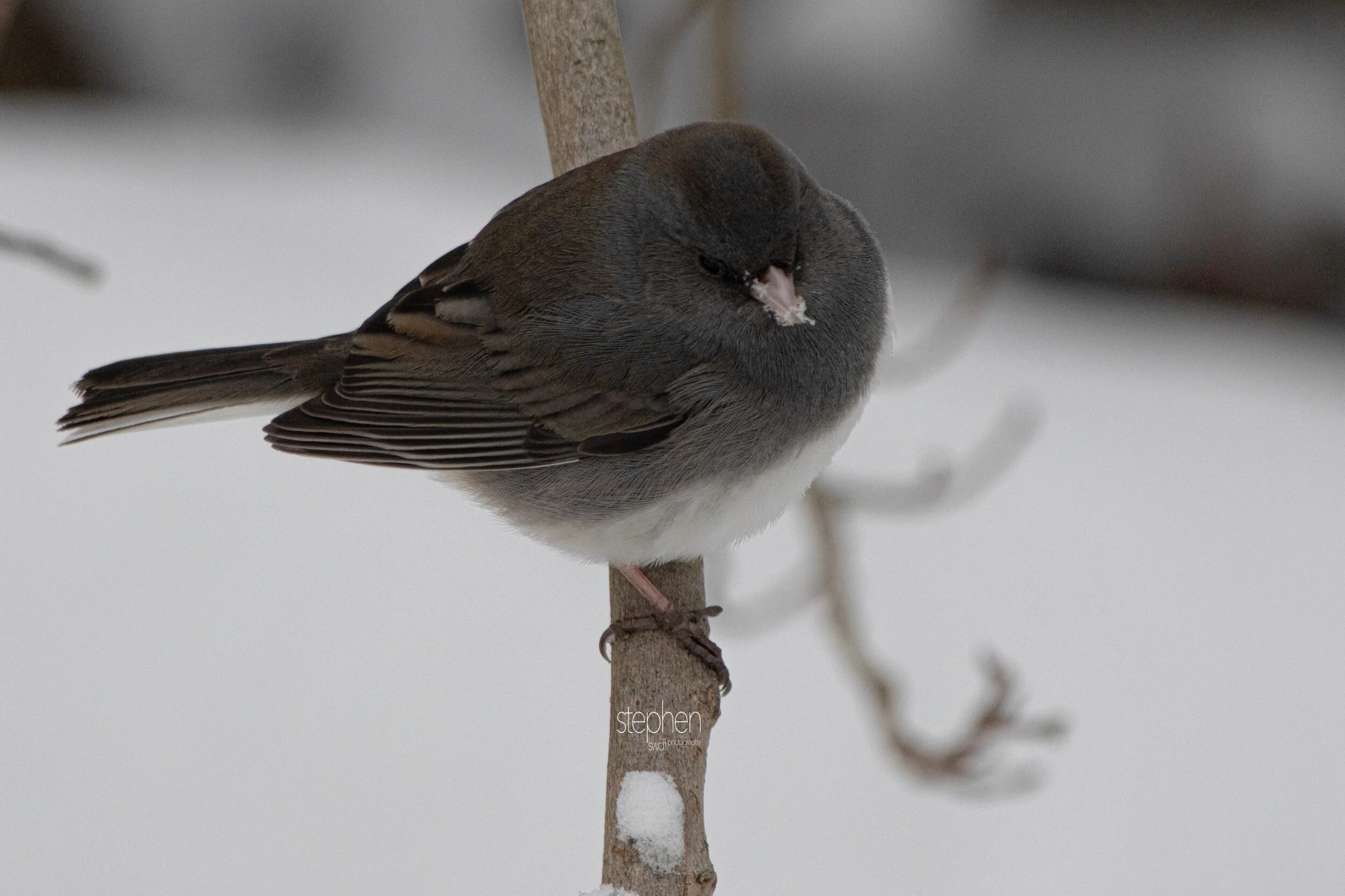 Dark Eyed Junco - Brecksville Metroparks.jpeg