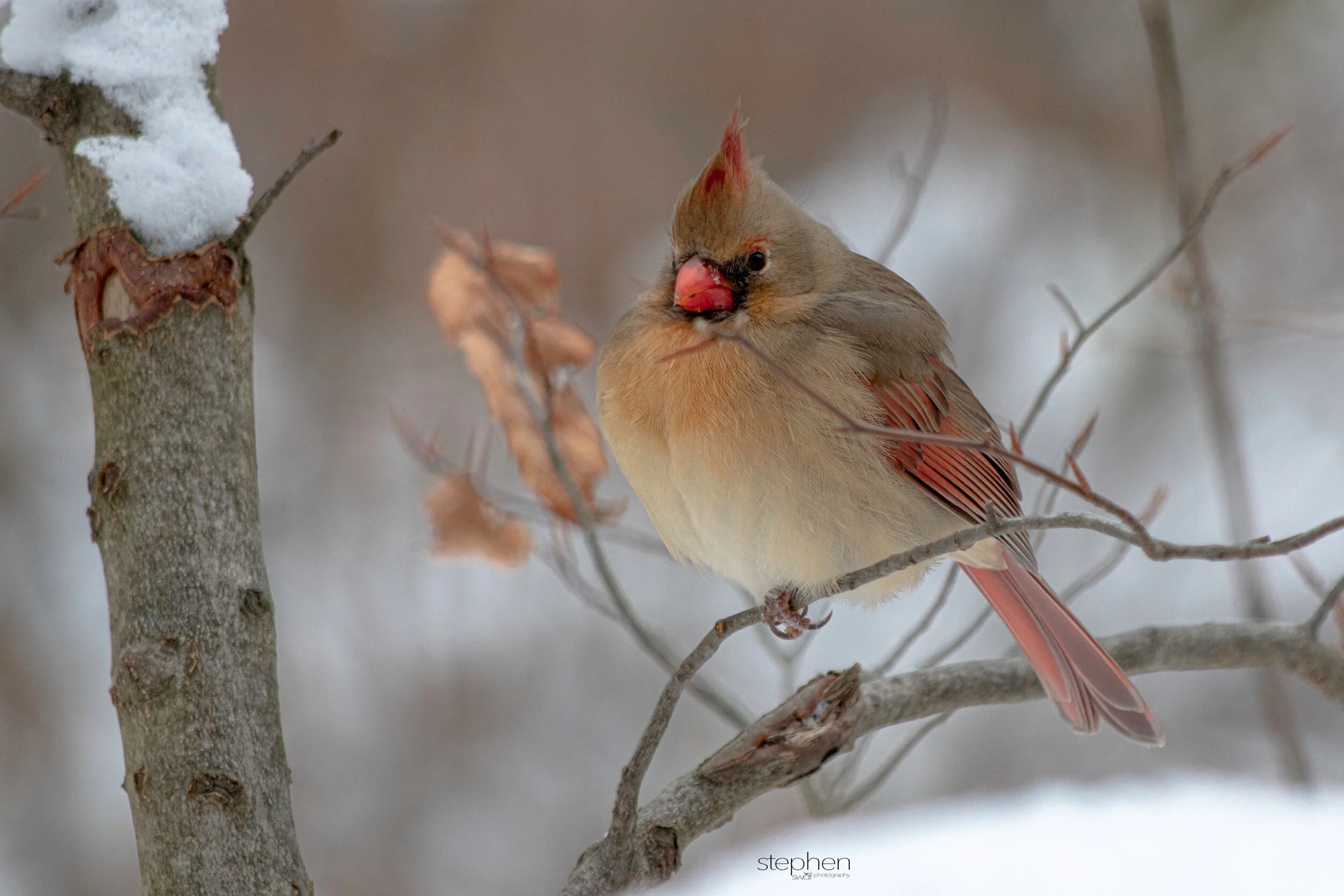 Betsy Cardinal10 - Brecksville Metroparks.jpeg