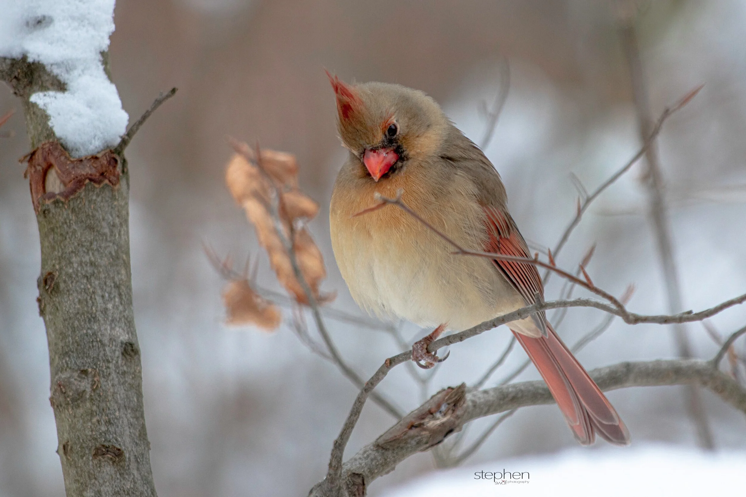 Betsy Cardinal9 - Brecksville Metroparks.jpeg
