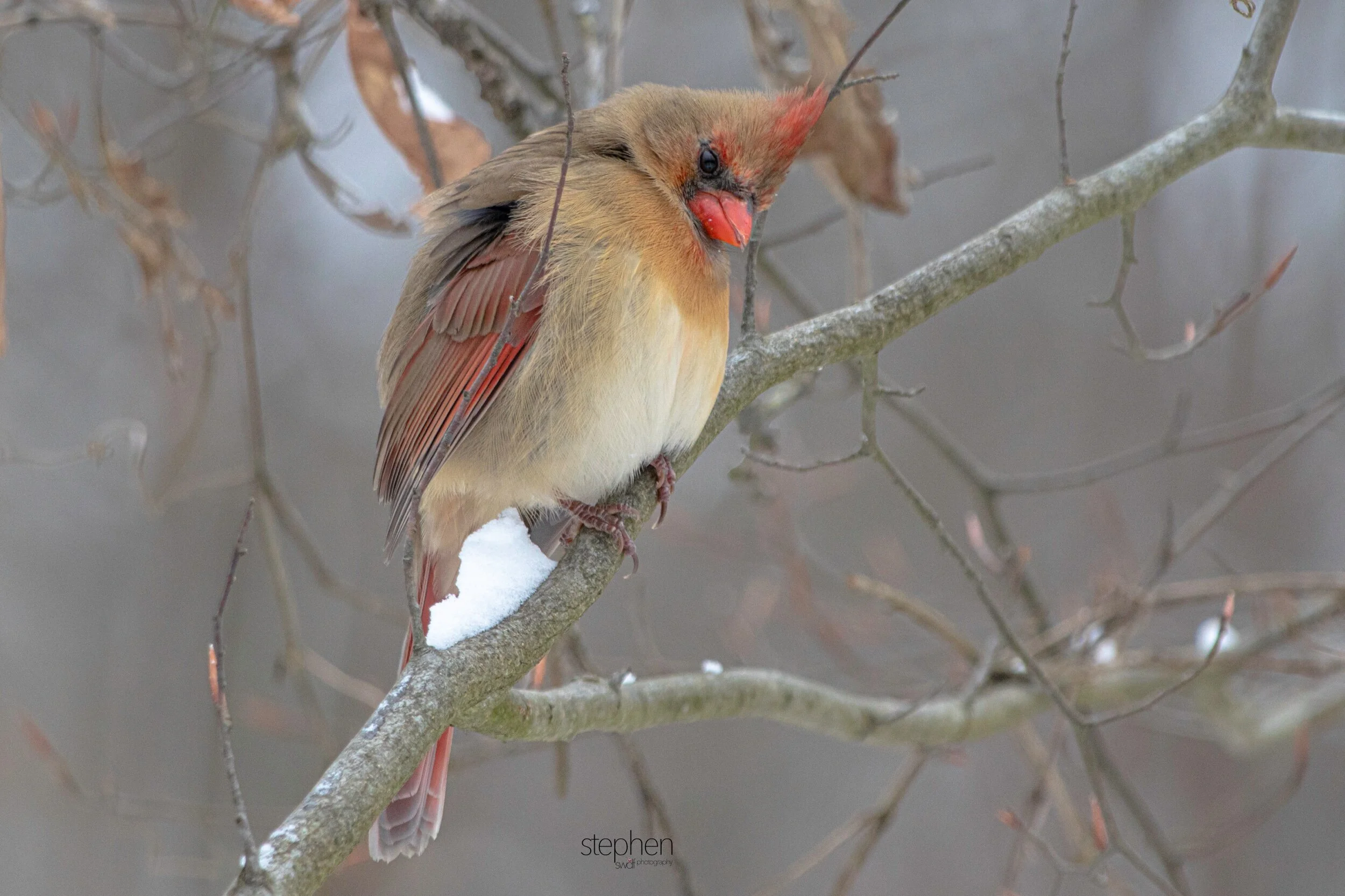 Betsy Cardinal8 - Brecksville Metroparks.jpeg
