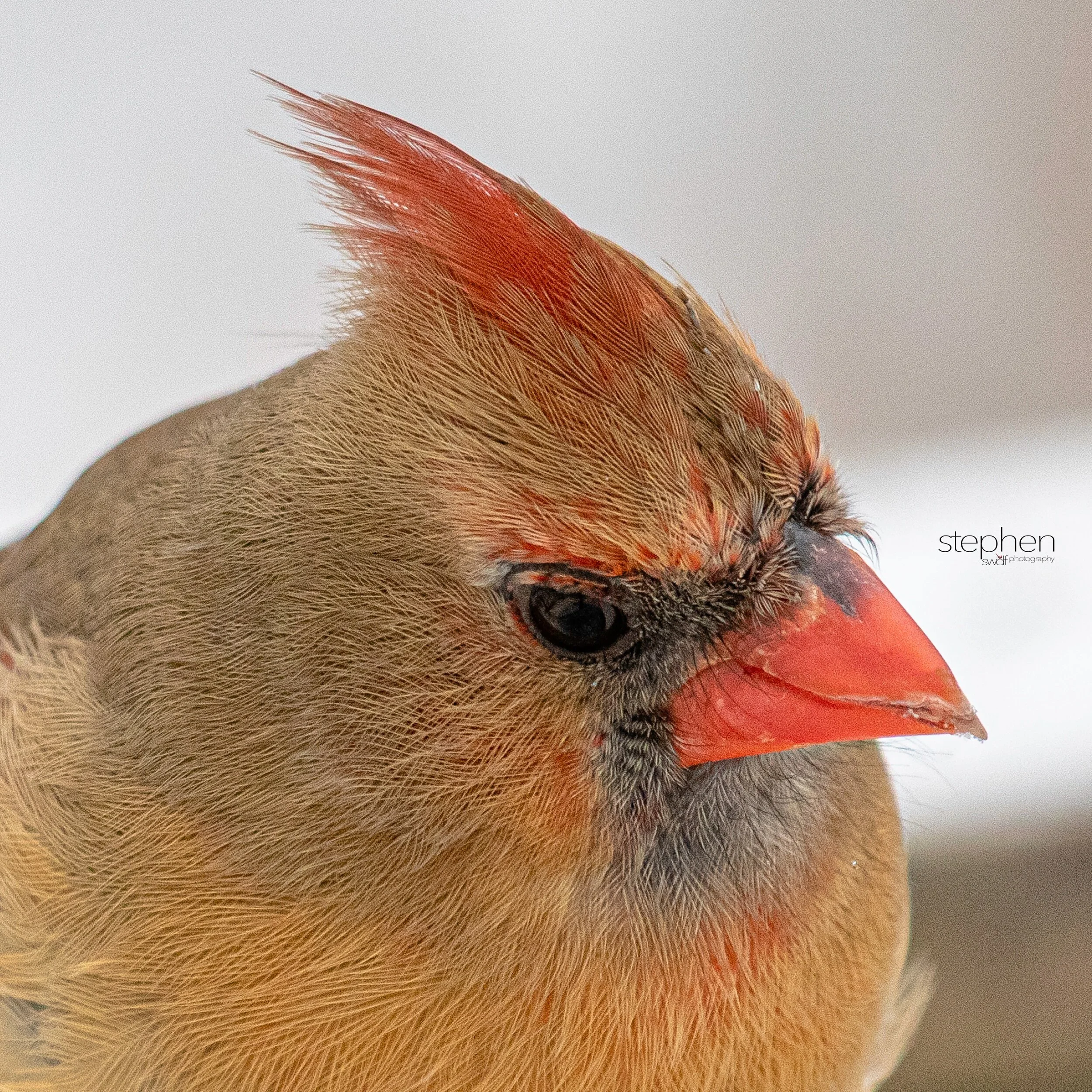 Betsy Cardinal6 - Brecksville Metroparks.jpeg