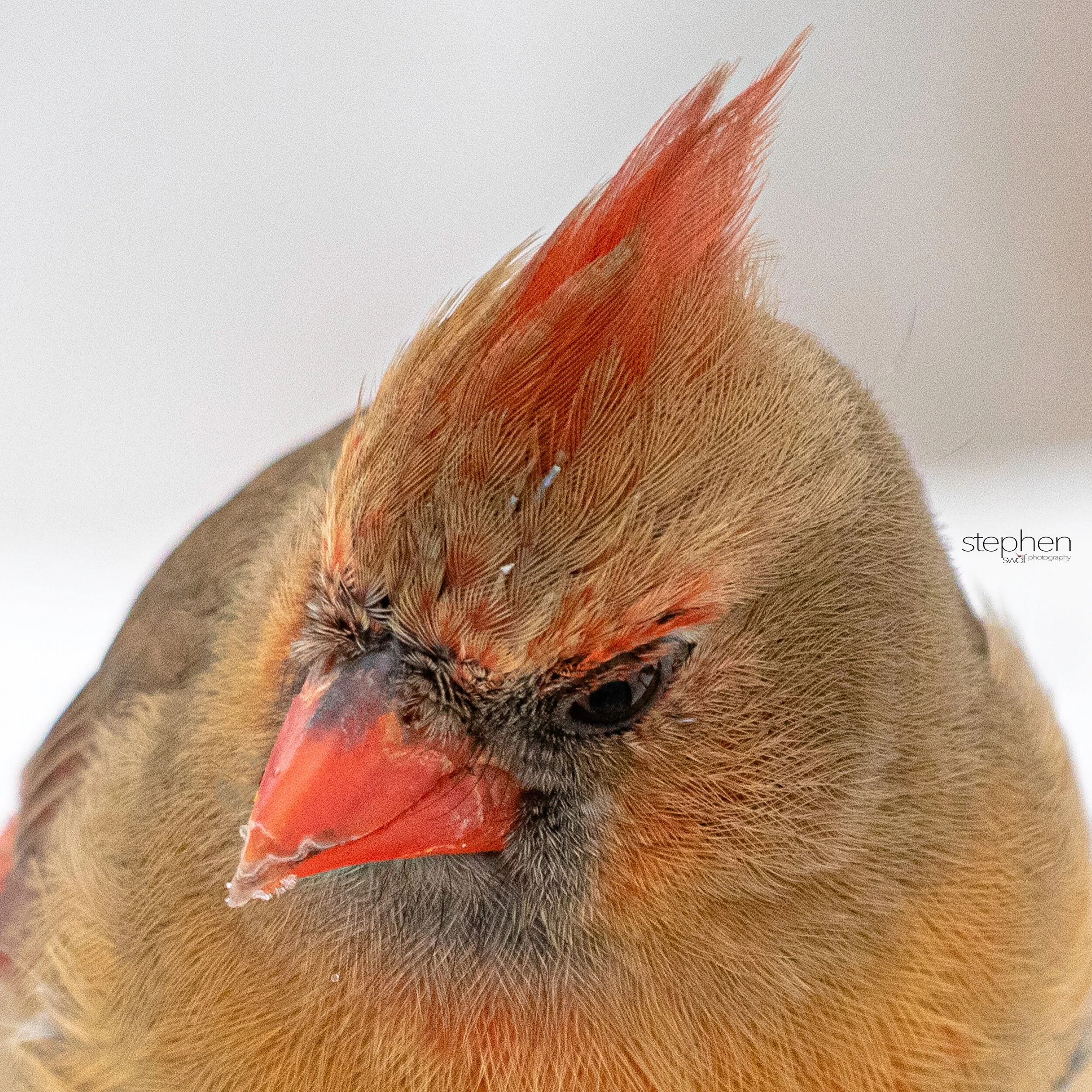 Betsy Cardinal5 - Brecksville Metroparks.jpeg
