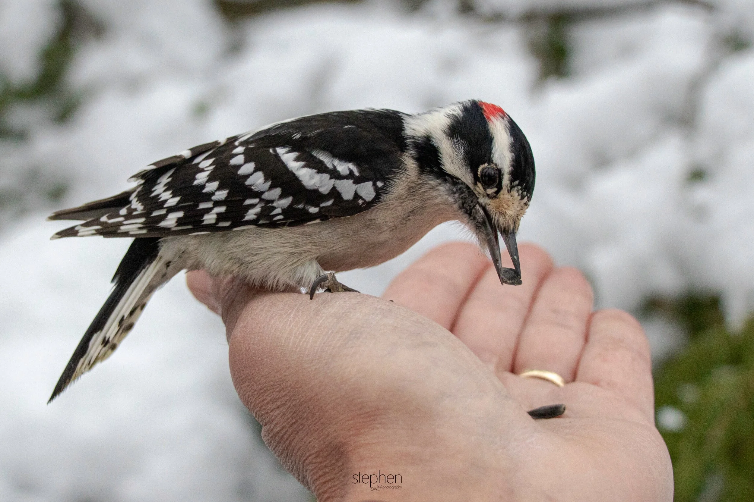 Downy Woodpecker6 - Brecksville.jpeg