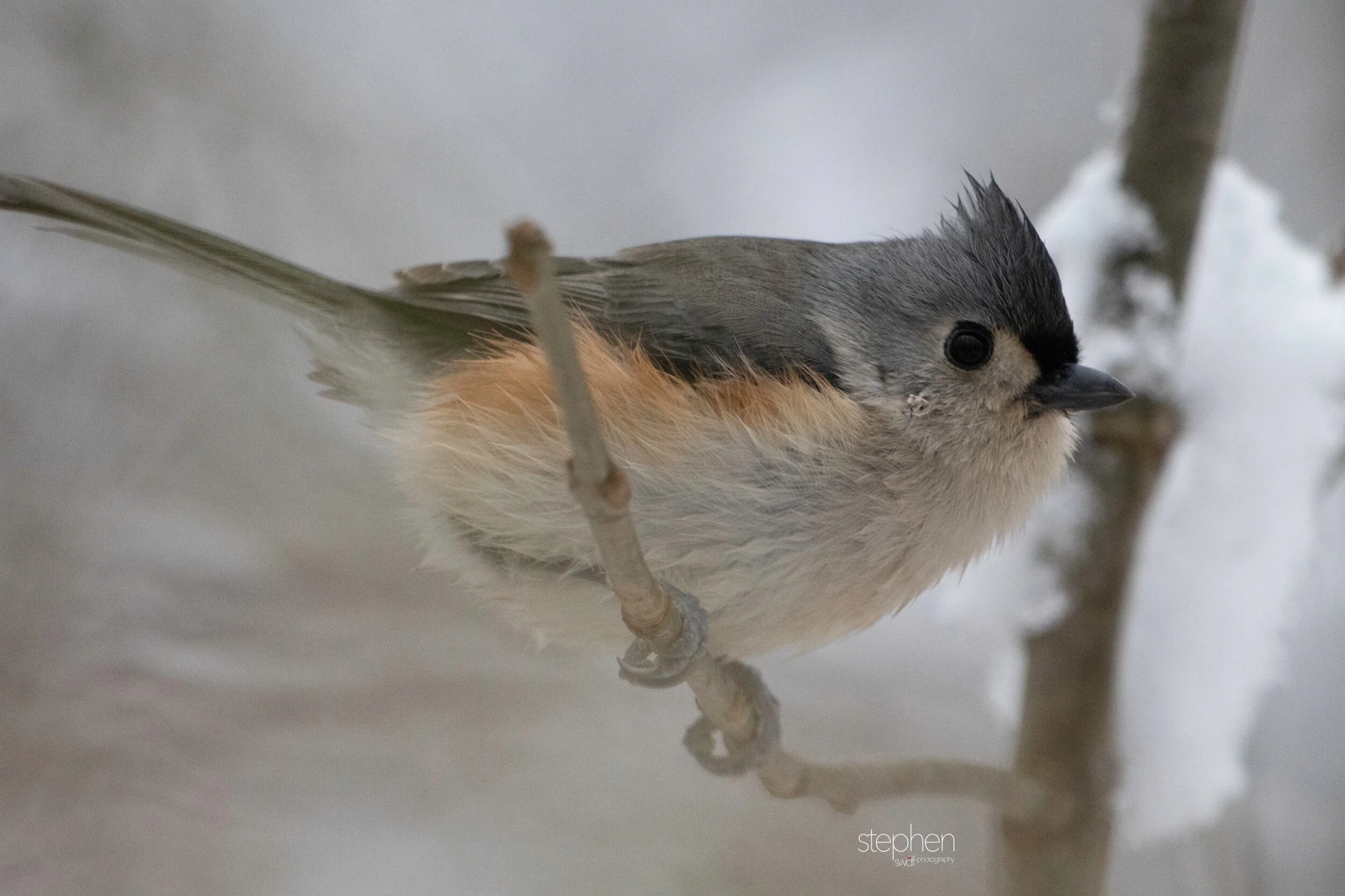 Titmouse3 - Brecksville.jpeg