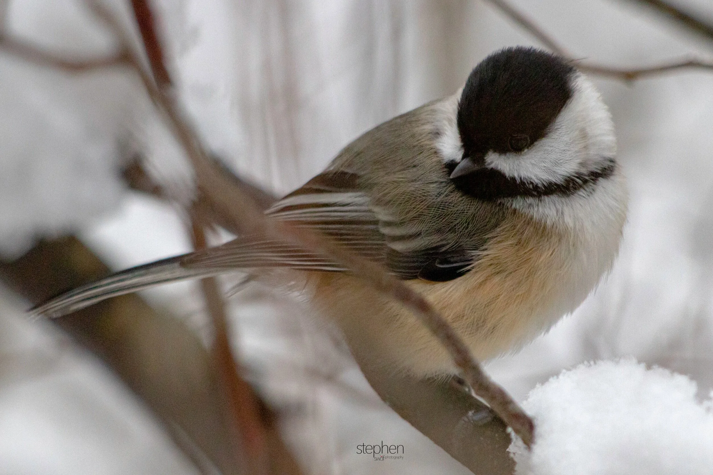 Chickadee2 - Brecksville.jpeg