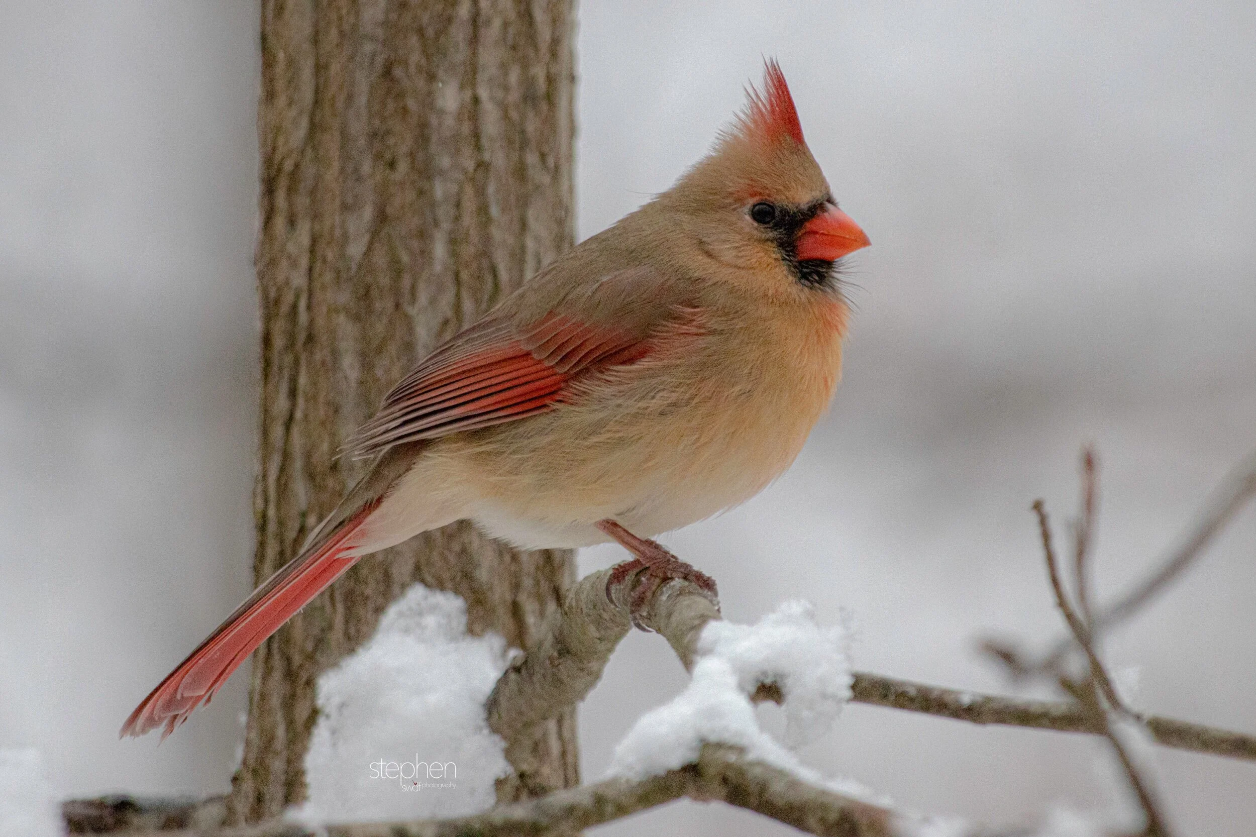 Betsy Cardinal2.jpeg