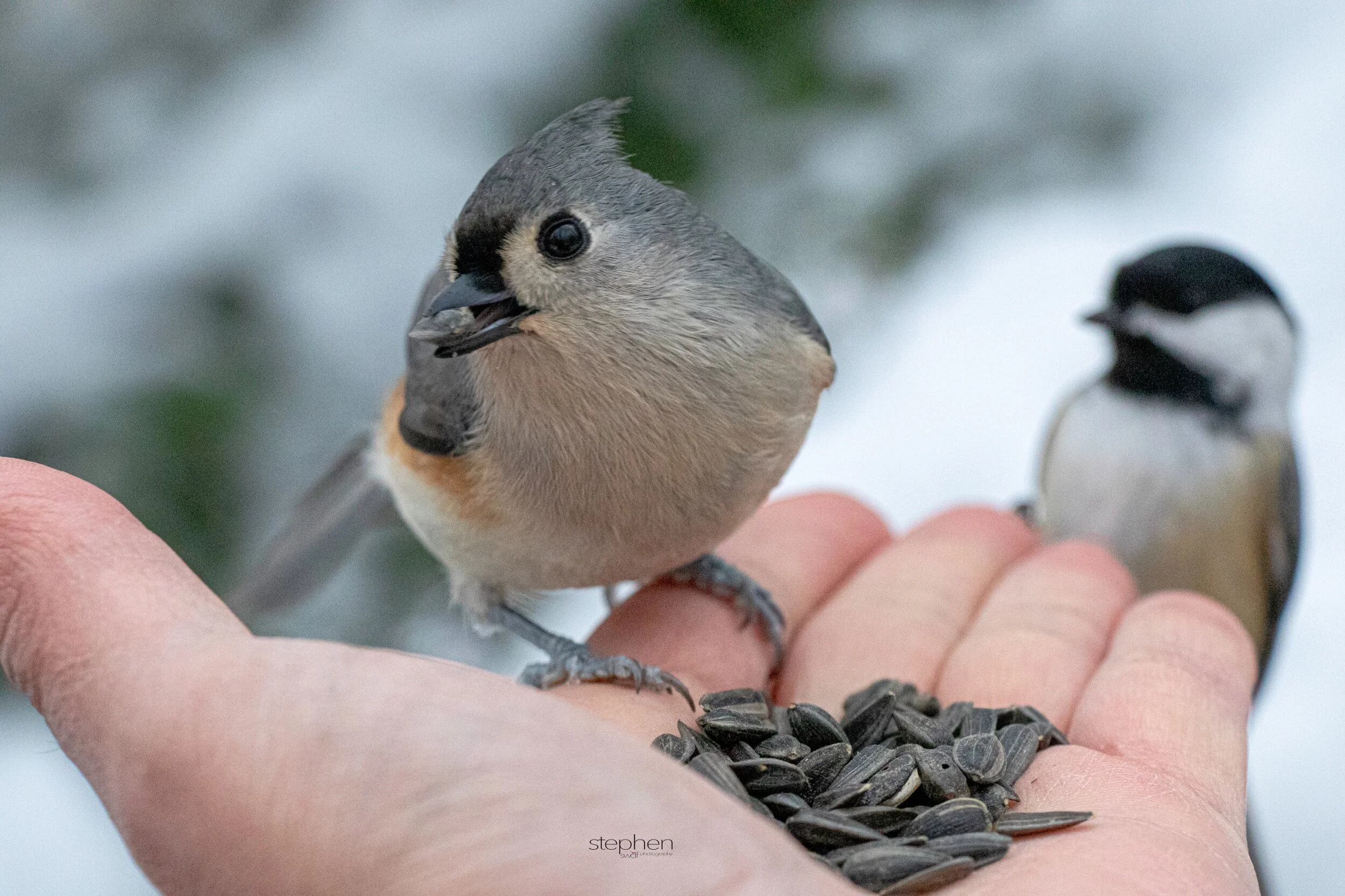Titmouse and Chickadee3 - Brecksville.jpeg