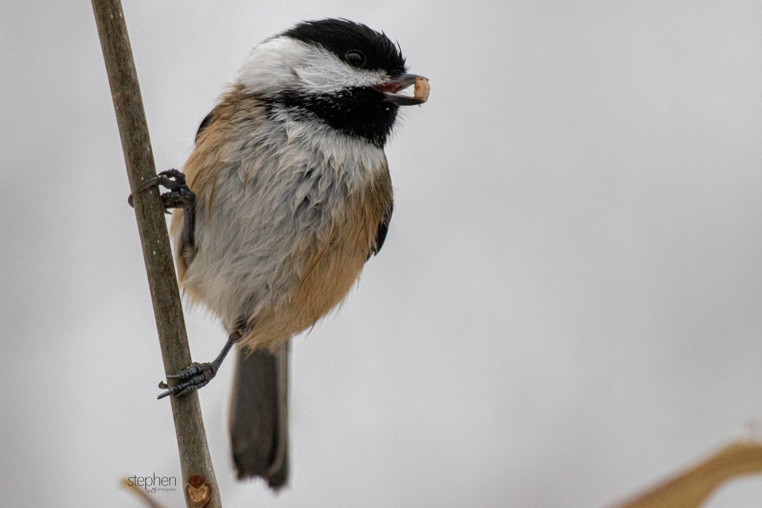 Chickadee4 - Brecksville.jpeg