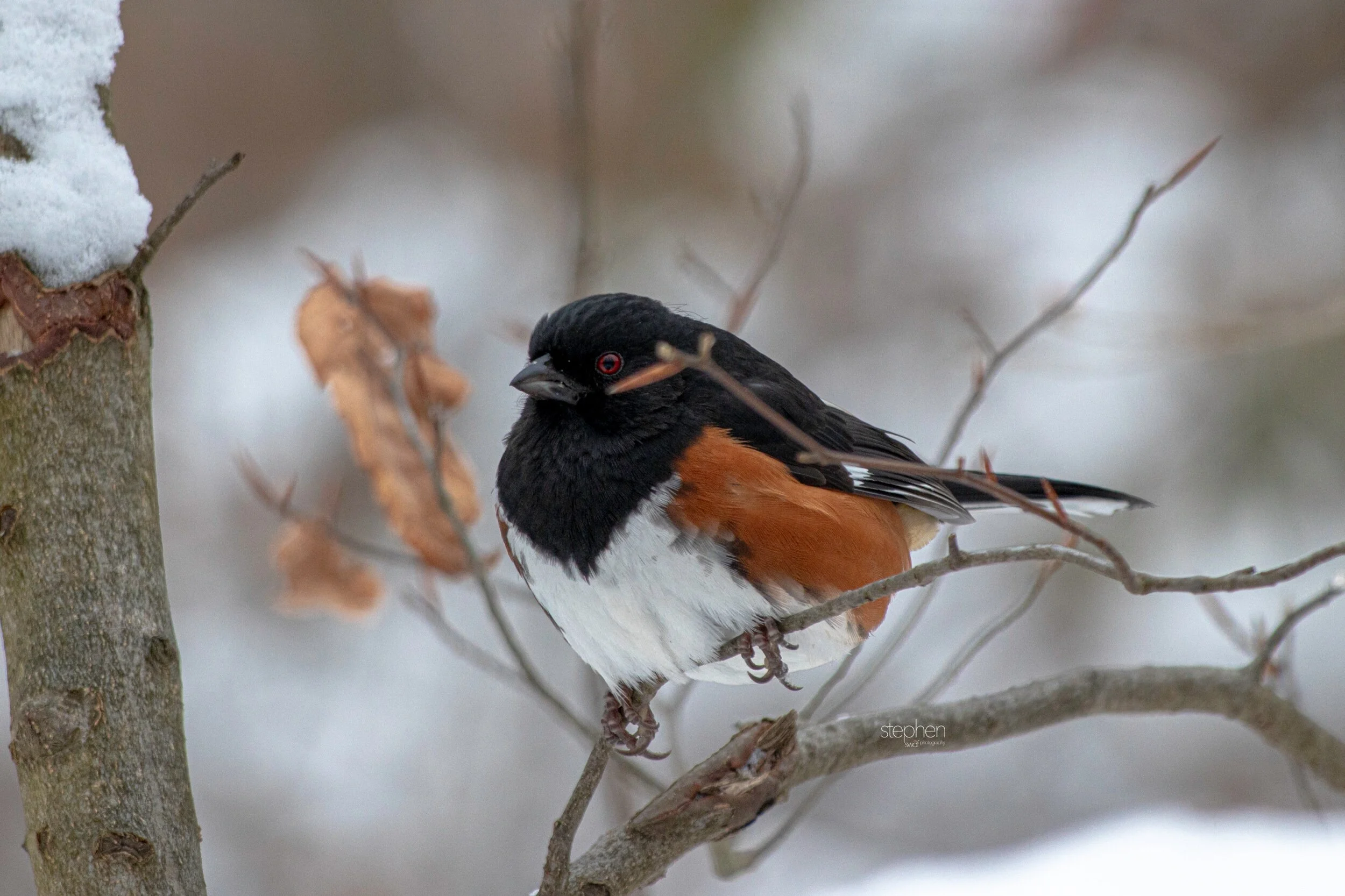 Towhee16 - Brecksville Metroparks.jpeg