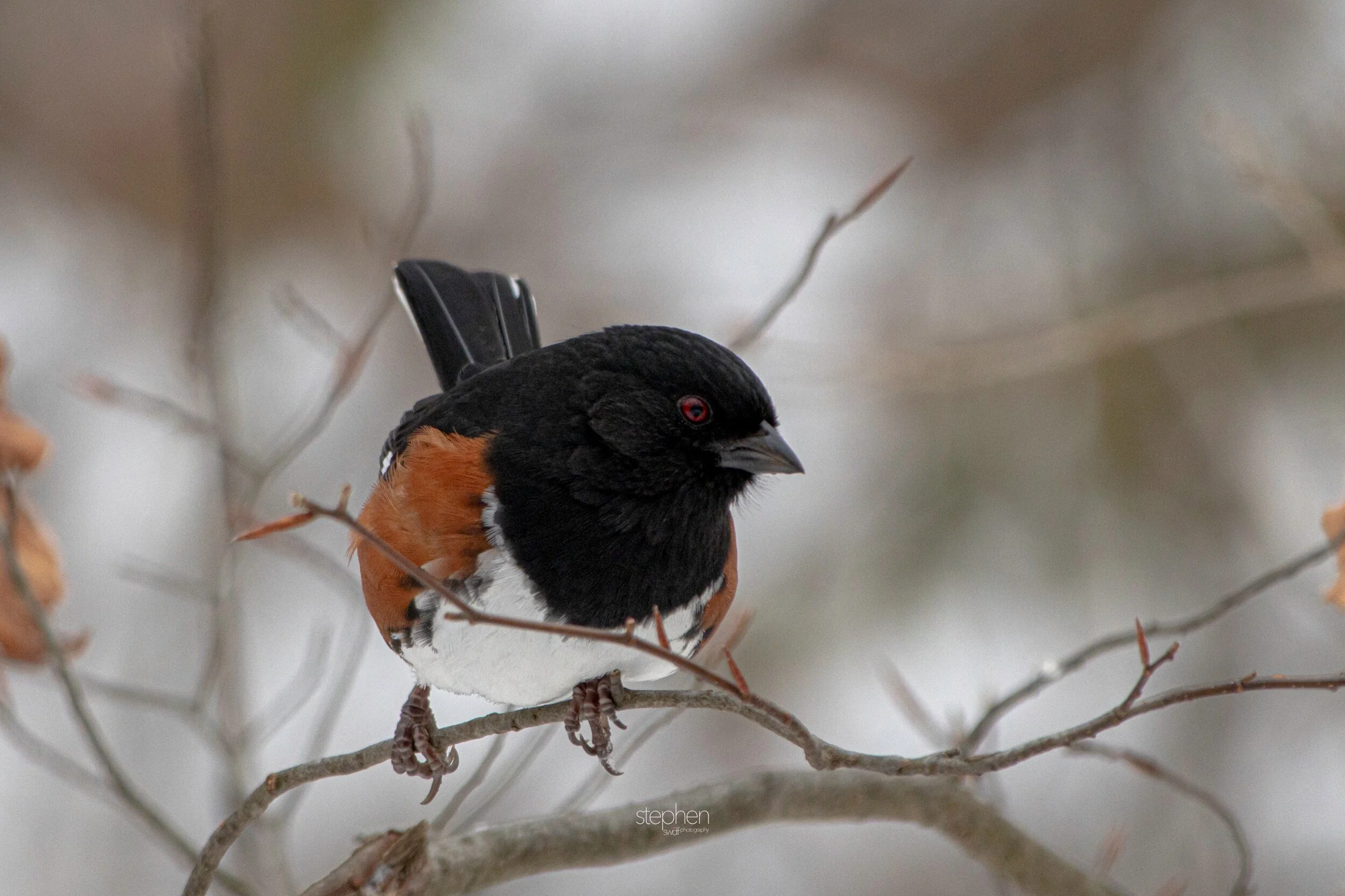 Towhee20 - Brecksville Metroparks.jpeg