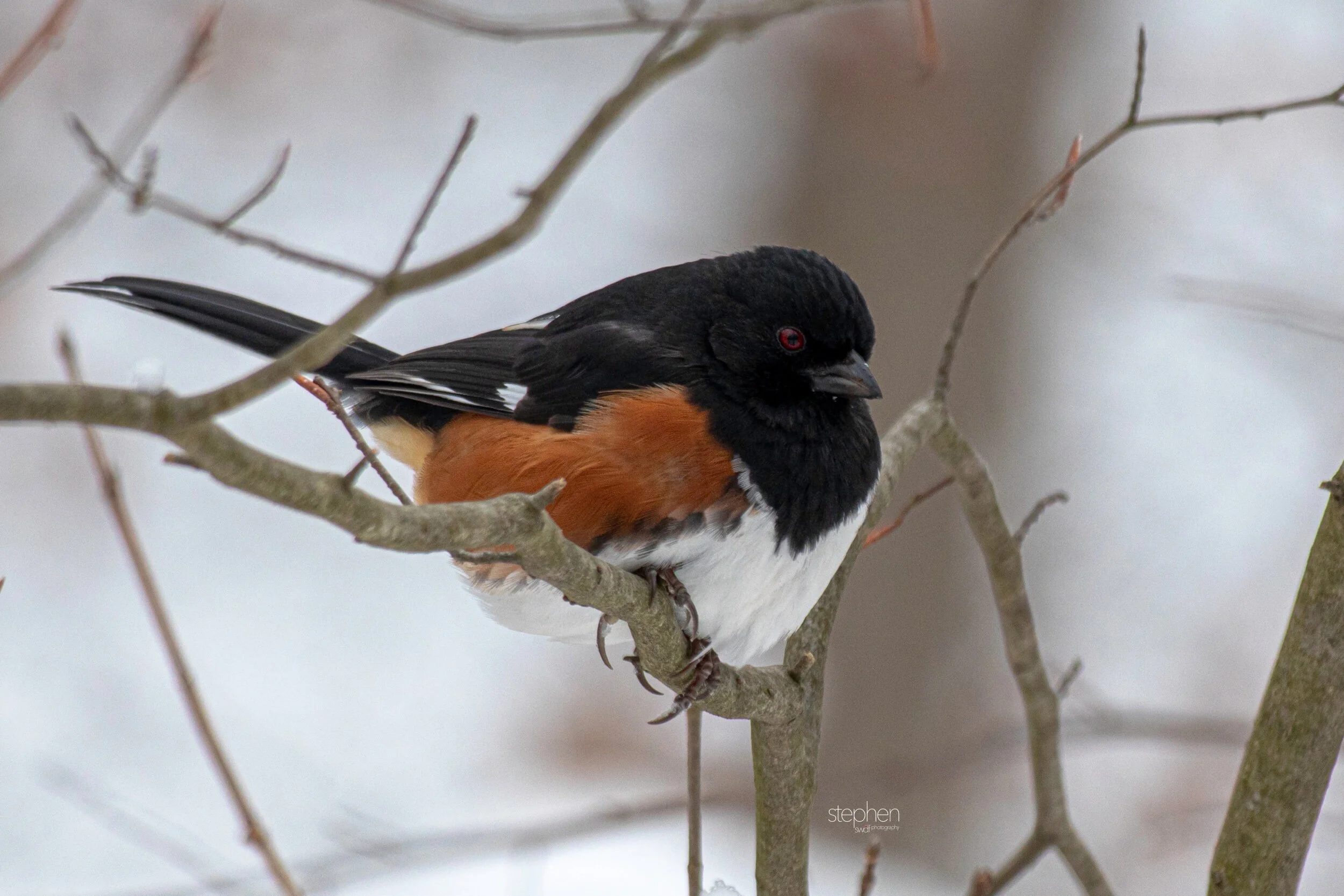 Towhee21 - Brecksville Metroparks.jpeg