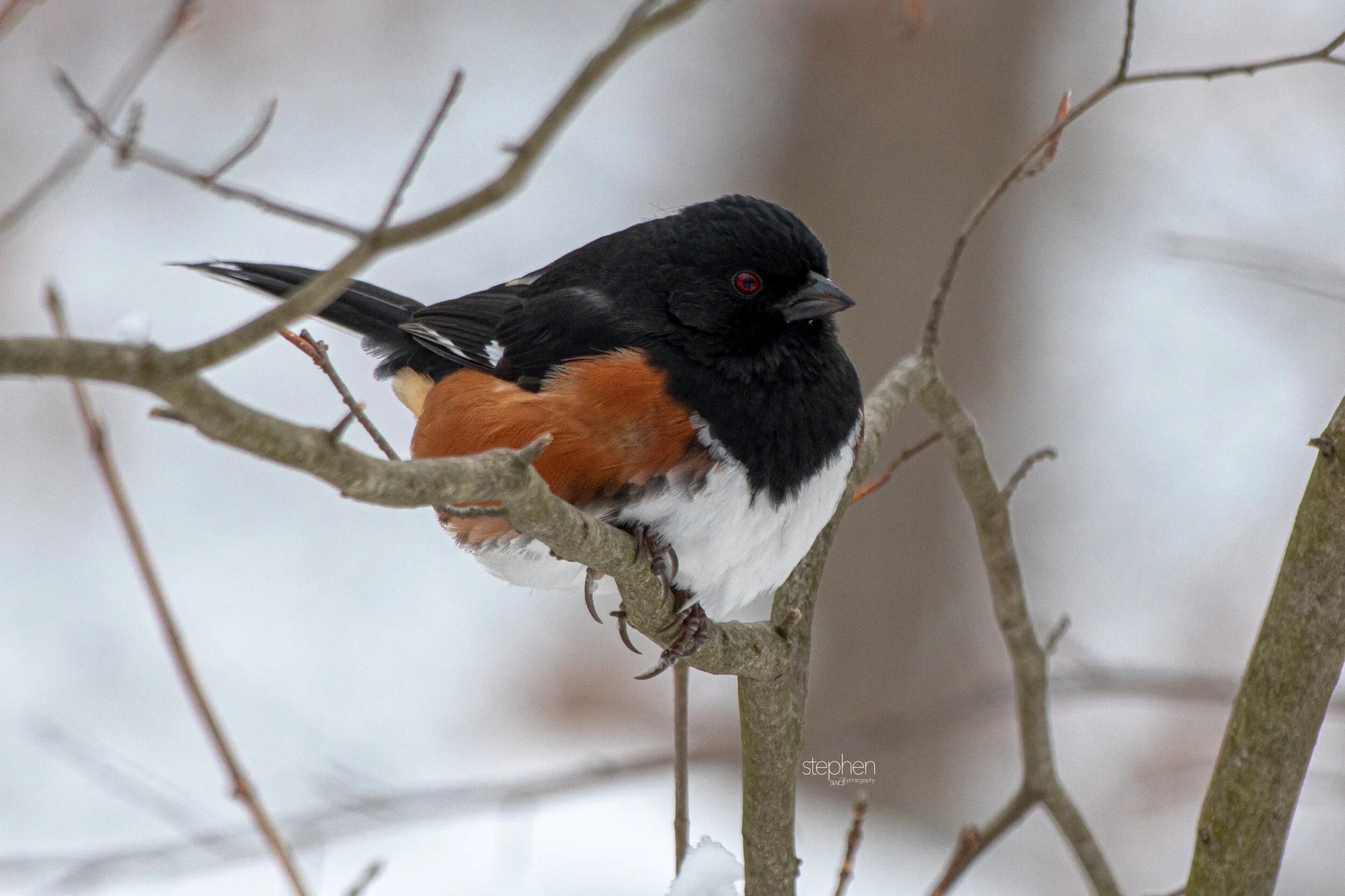 Towhee22 - Brecksville Metroparks.jpeg