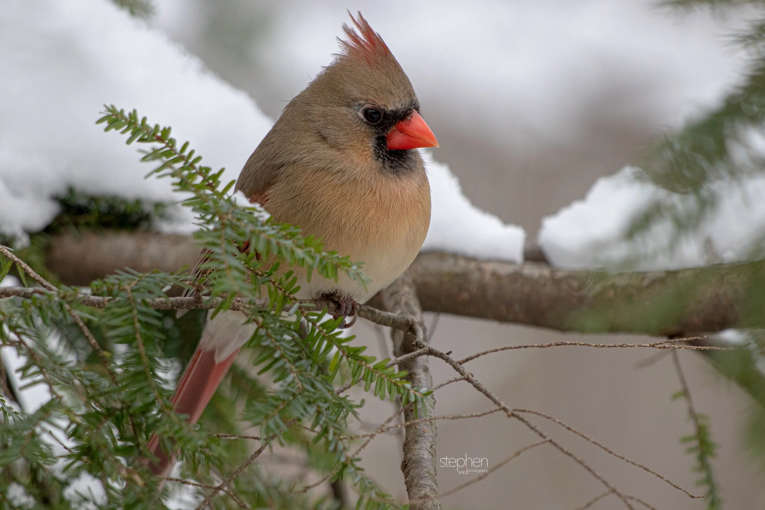 Betsy Cardinal13 - Brecksville Metroparks.jpeg