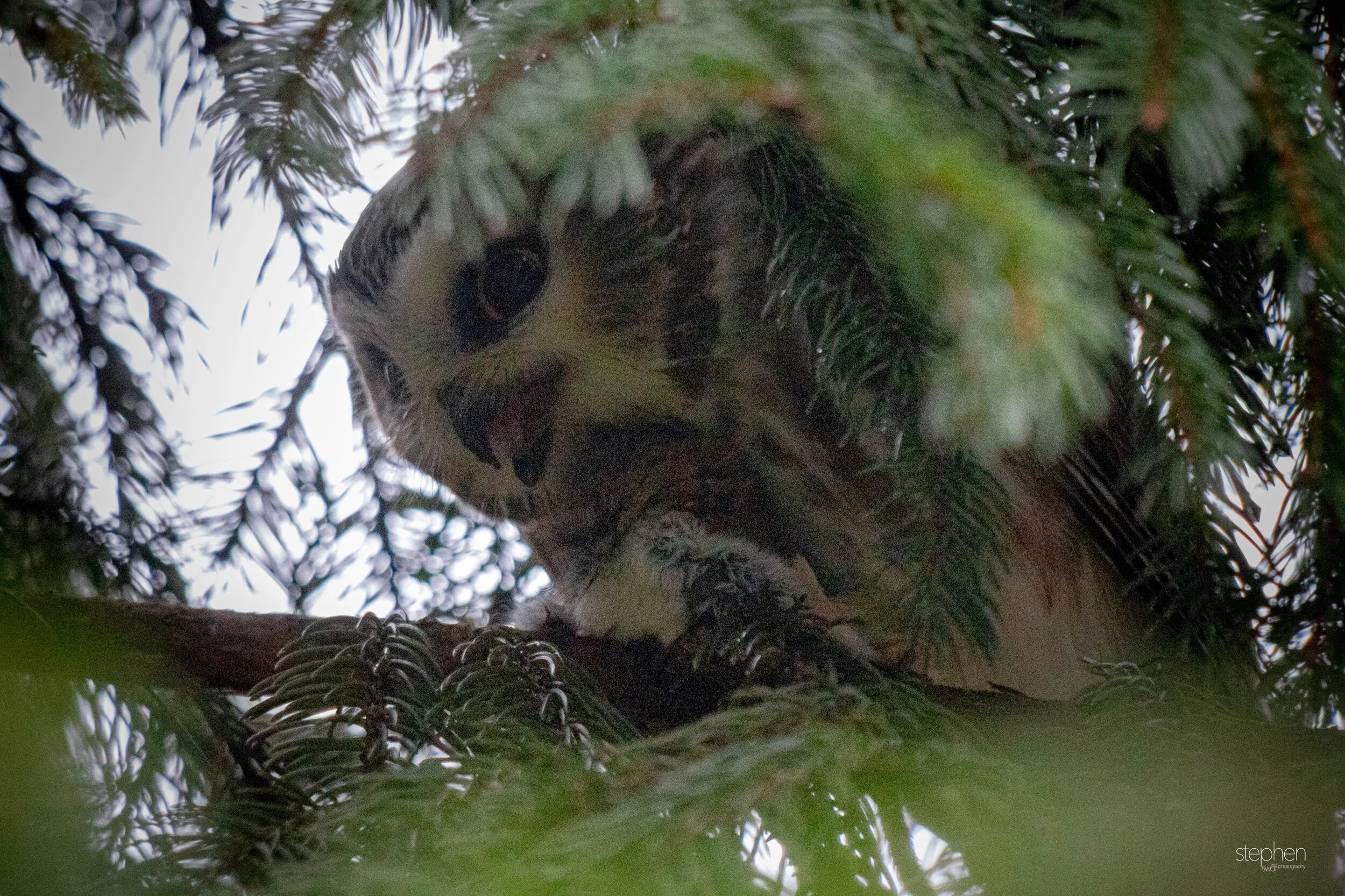 Saw Whet Owl2 - CLNP.jpeg