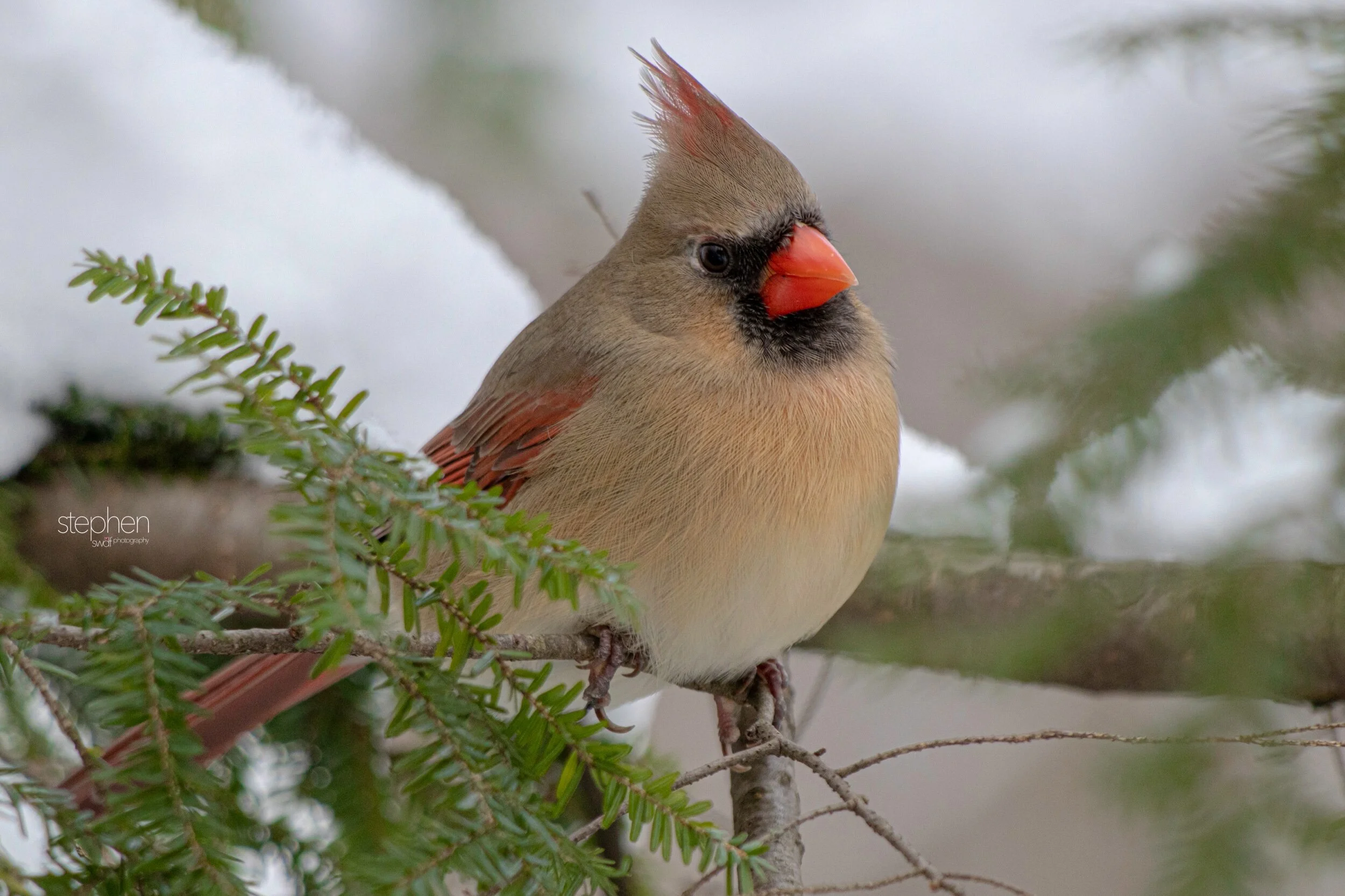 Betsy Cardinal16 - Brecksville Metroparks.jpeg