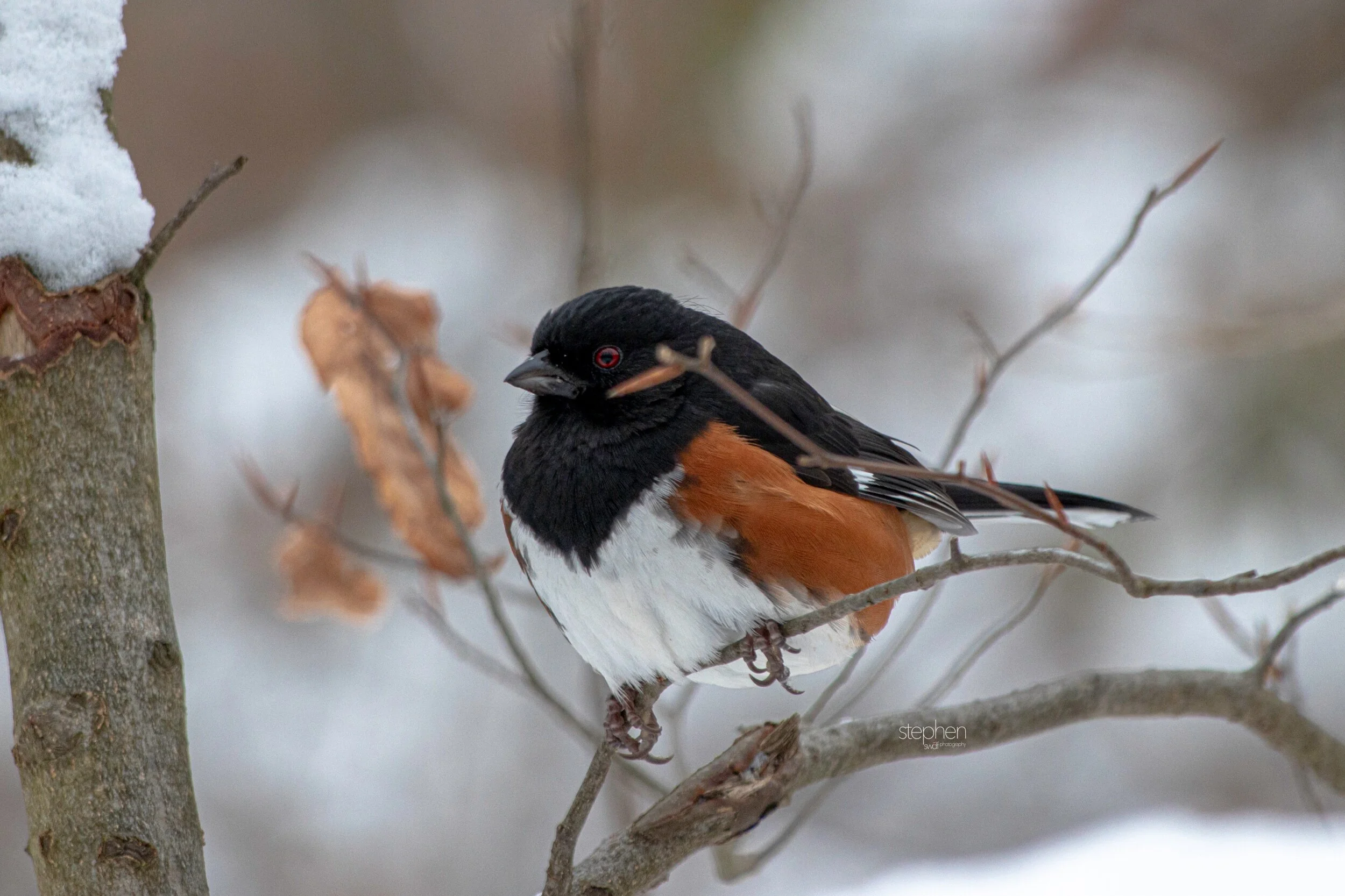 Towhee17 - Brecksville Metroparks.jpeg