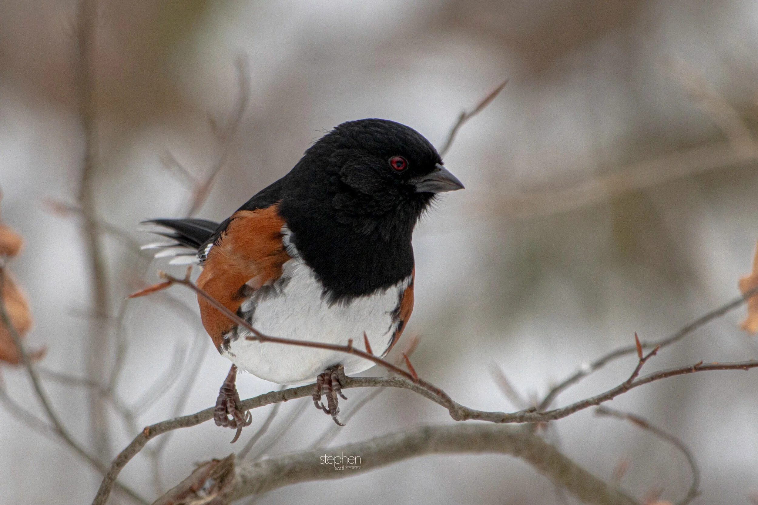 Towhee19 - Brecksville Metroparks.jpeg