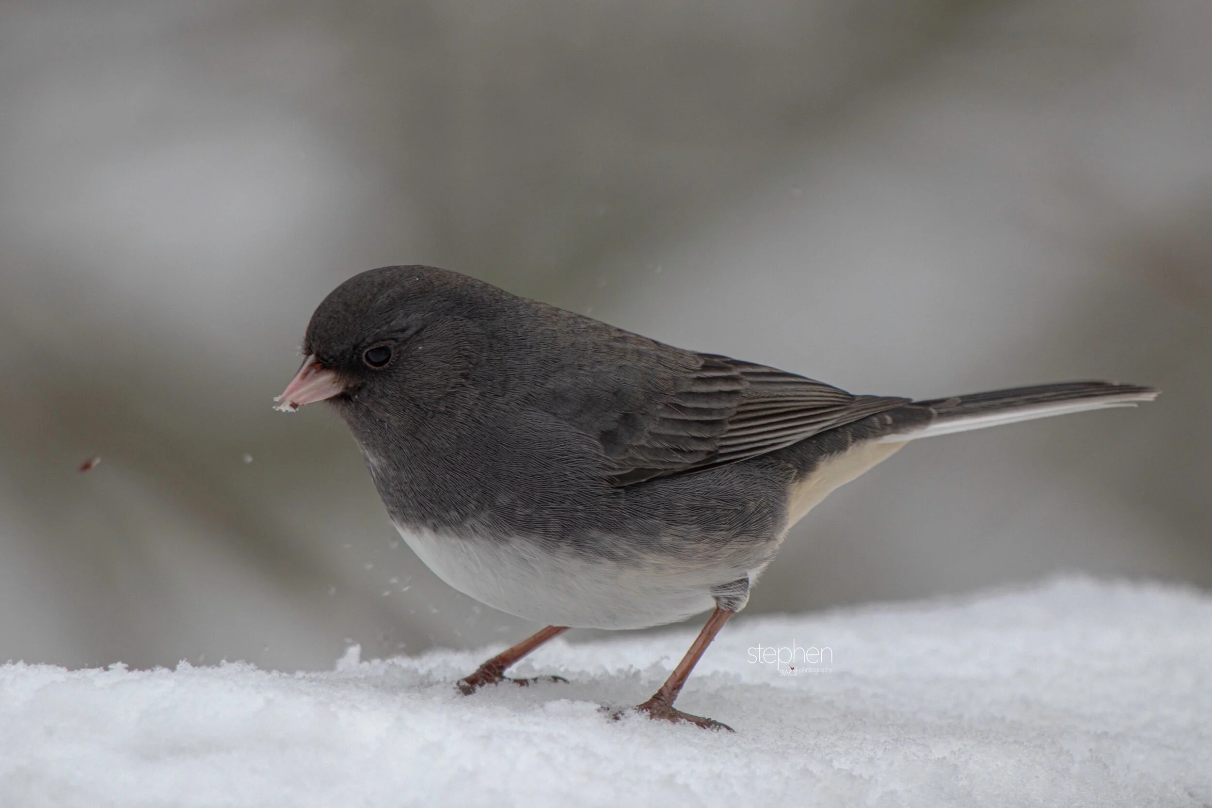 Dark Eyed Junco3 - Brecksville Metroparks.jpeg