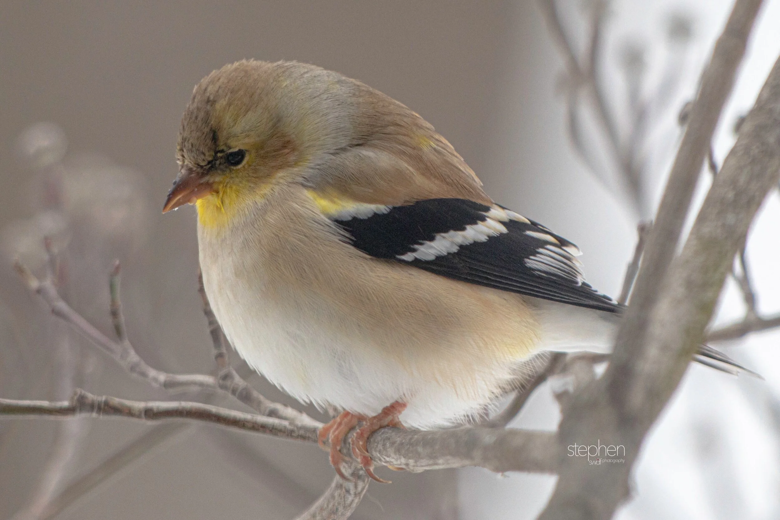Goldfinch in Winter2.jpeg