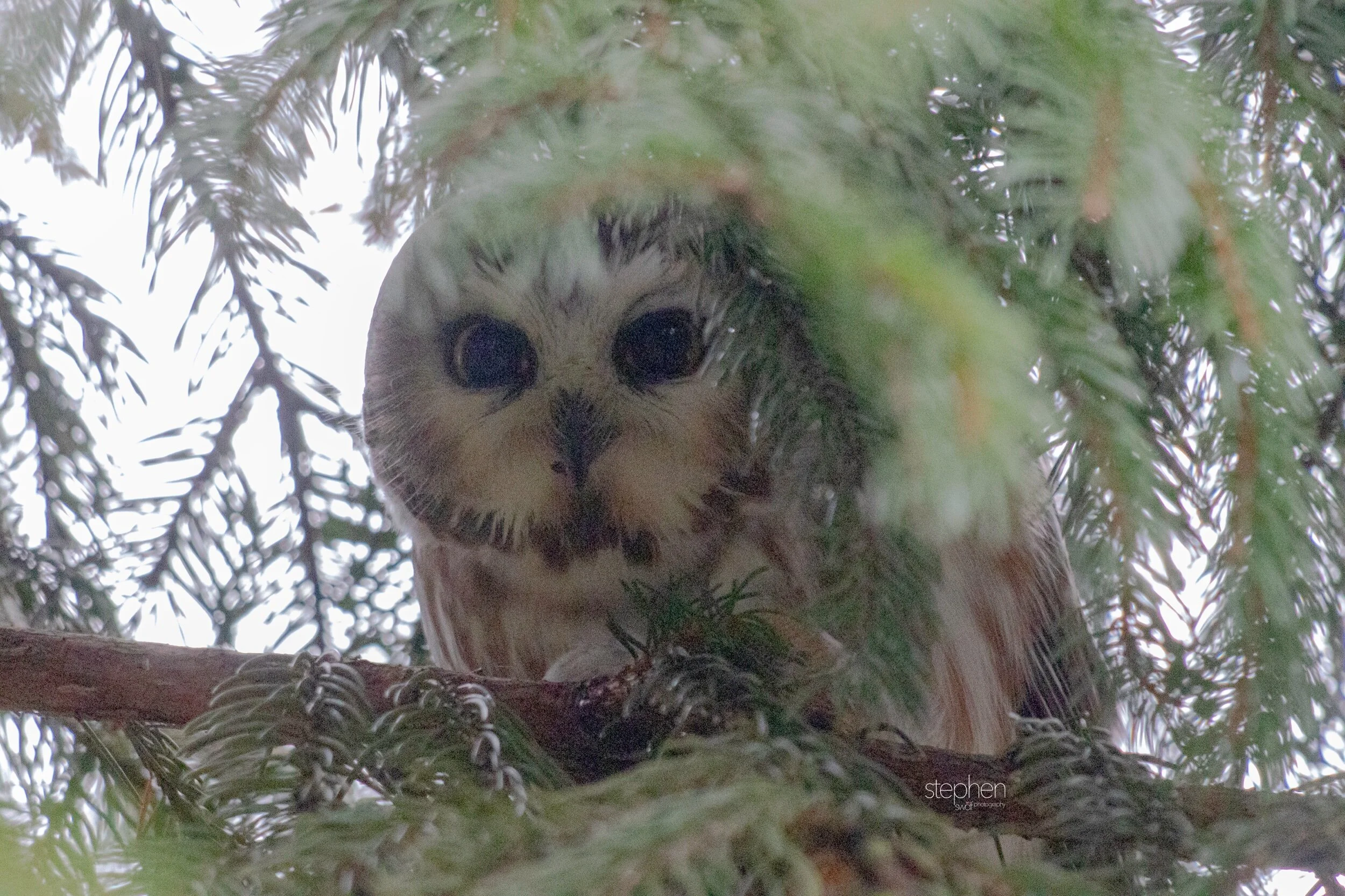 Saw Whet Owl7 - CLNP.jpeg