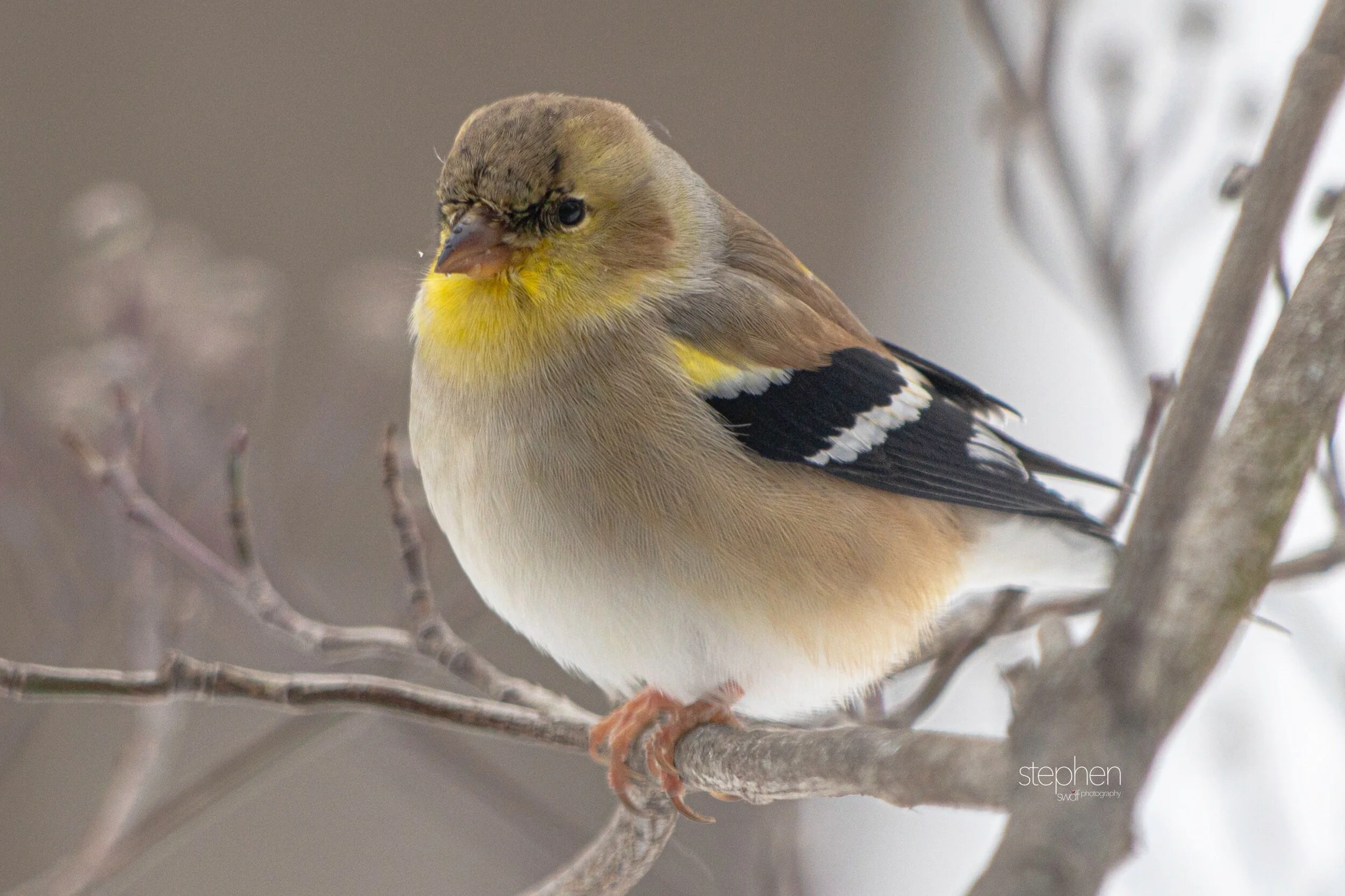 Goldfinch in Winter4.jpeg