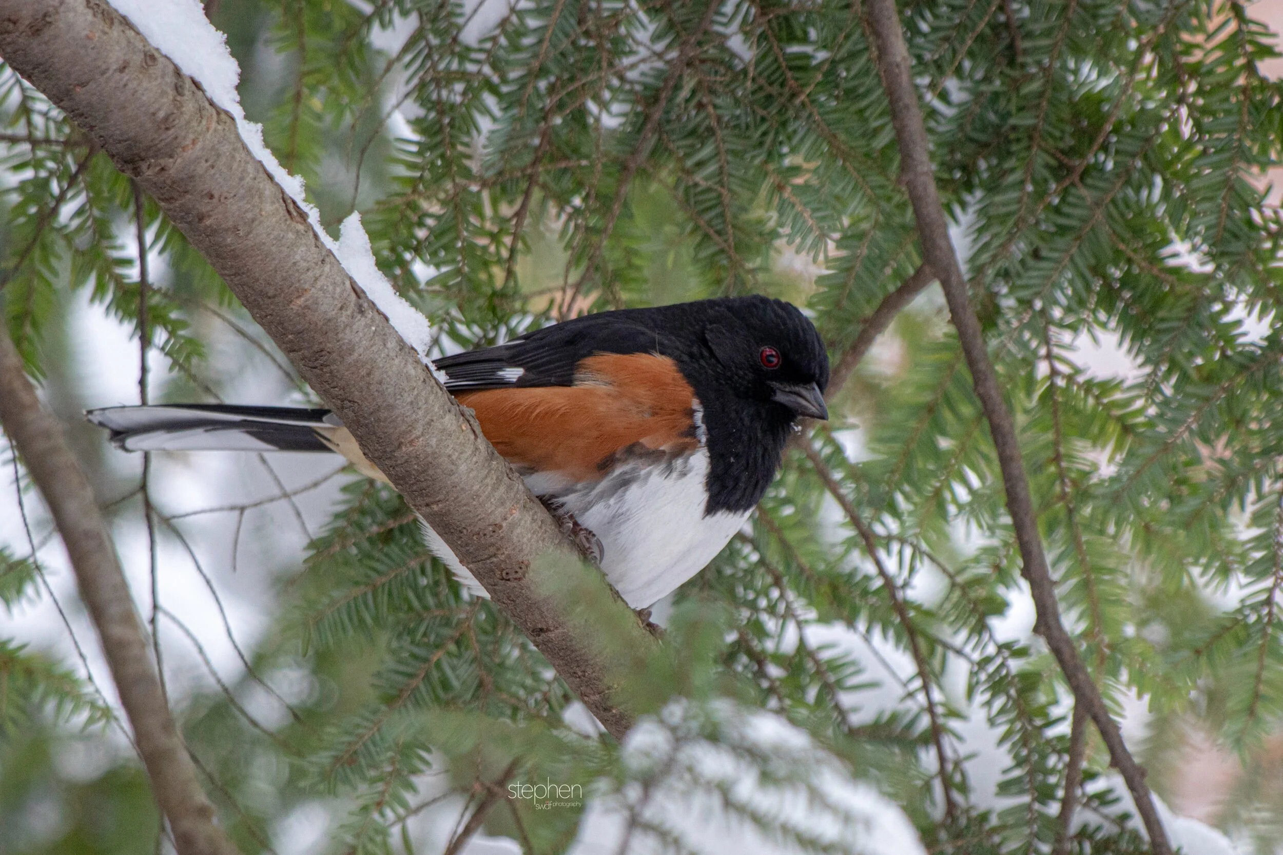 Towhee23 - Brecksville Metroparks.jpeg
