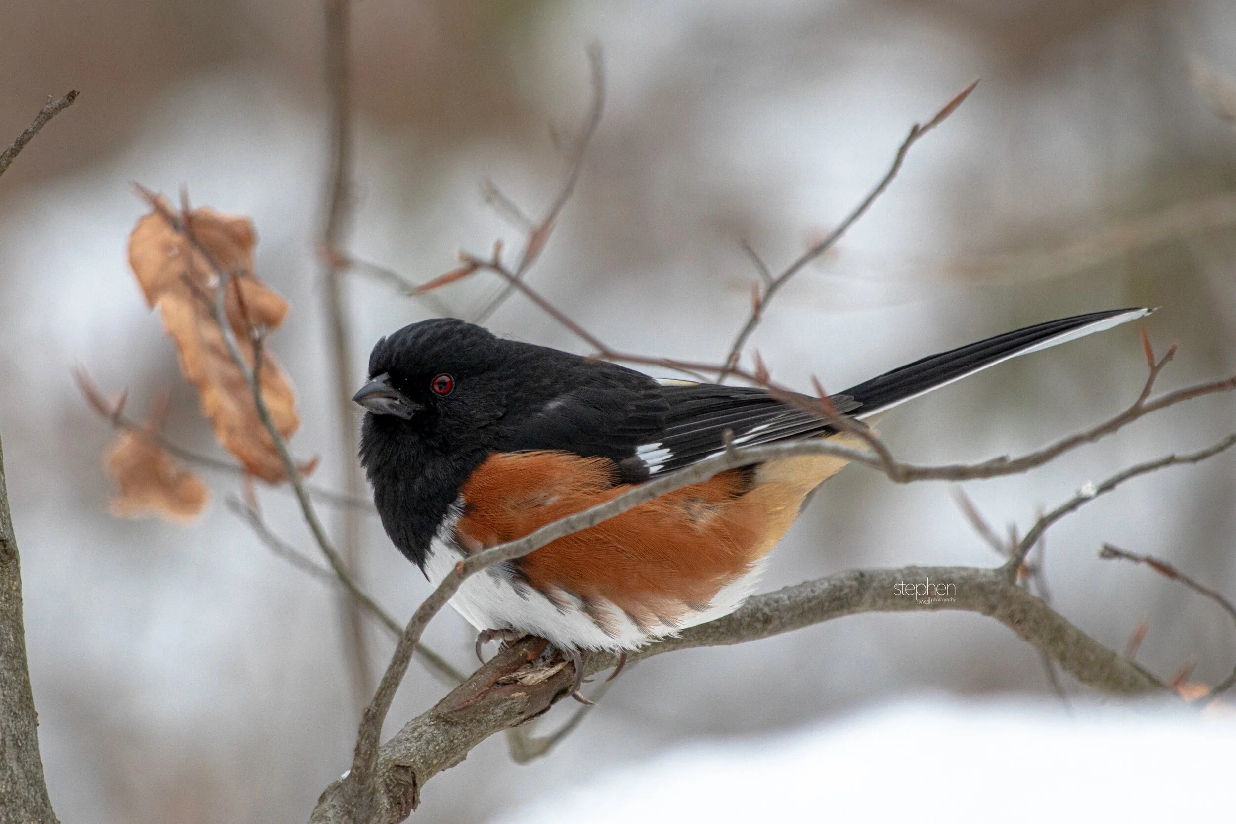 Towhee18 - Brecksville Metroparks.jpeg