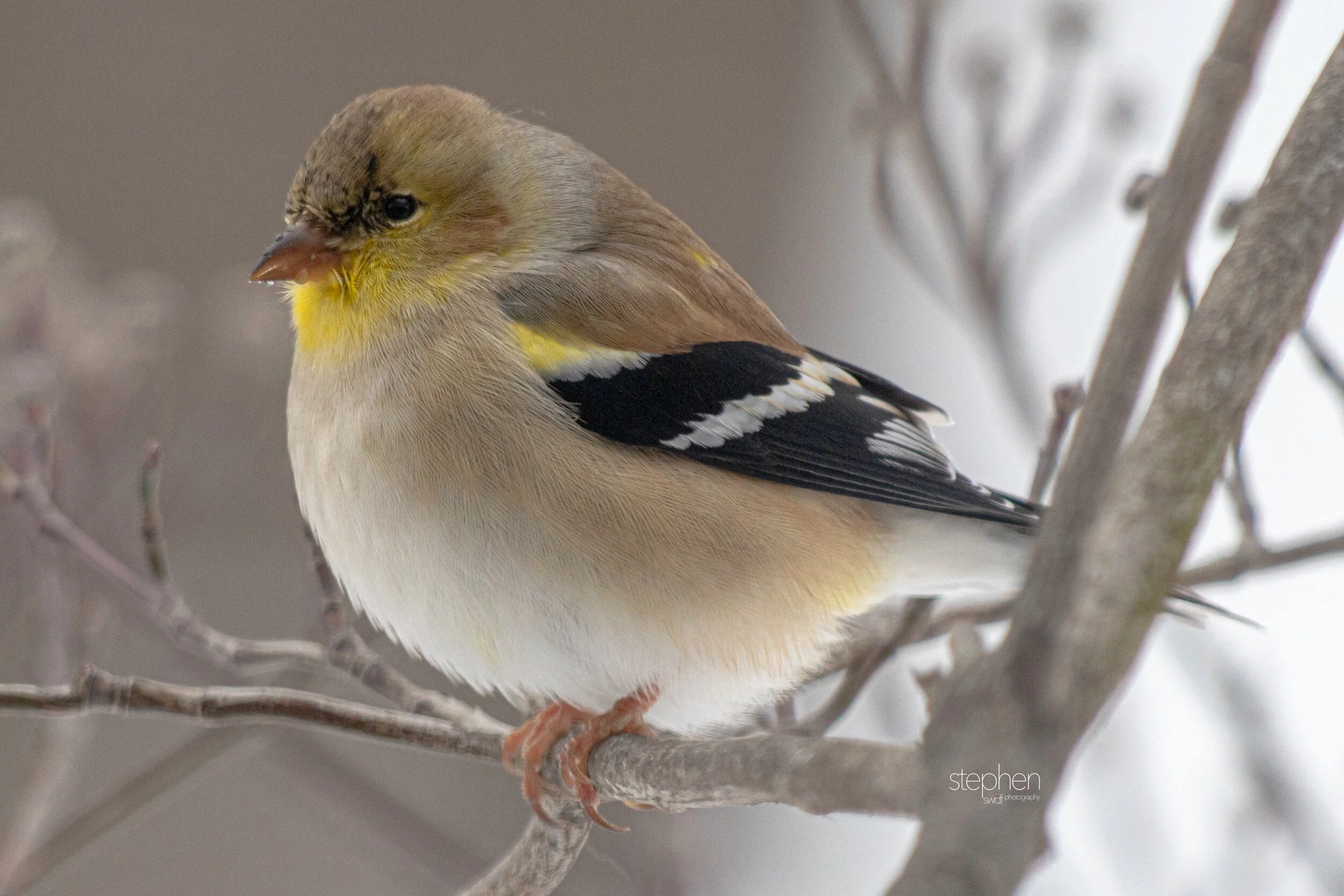 Goldfinch in Winter3.jpeg