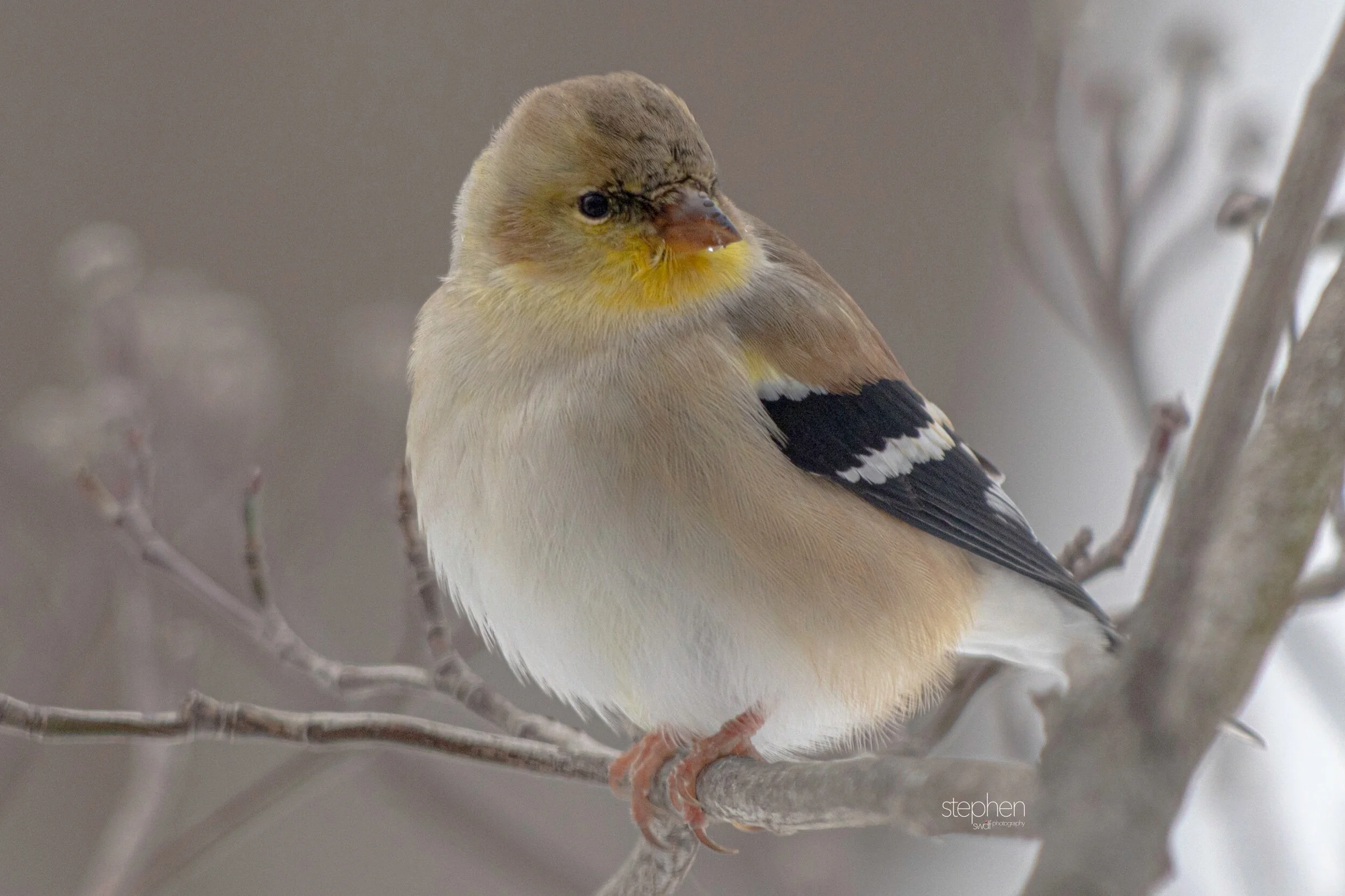 Goldfinch in Winter.jpeg