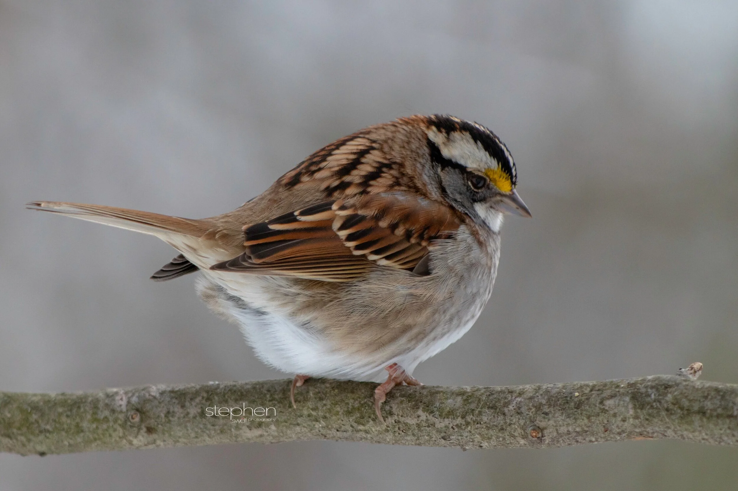 White Throated Sparrow5 - Brecksville Metroparks.jpeg