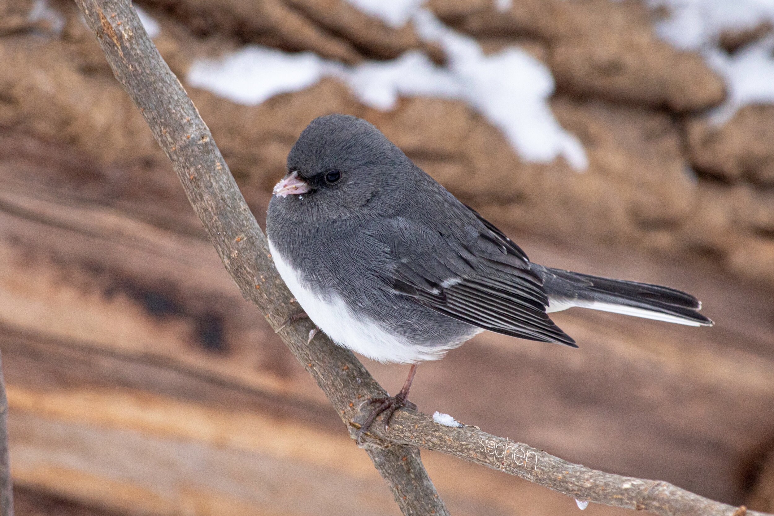 Dark Eyed Junco2 - Brecksville Metroparks.jpeg