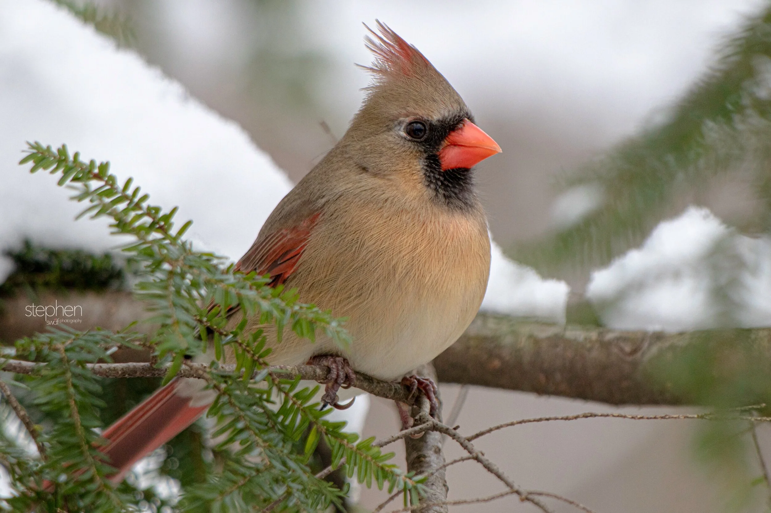 Betsy Cardinal17 - Brecksville Metroparks.jpeg