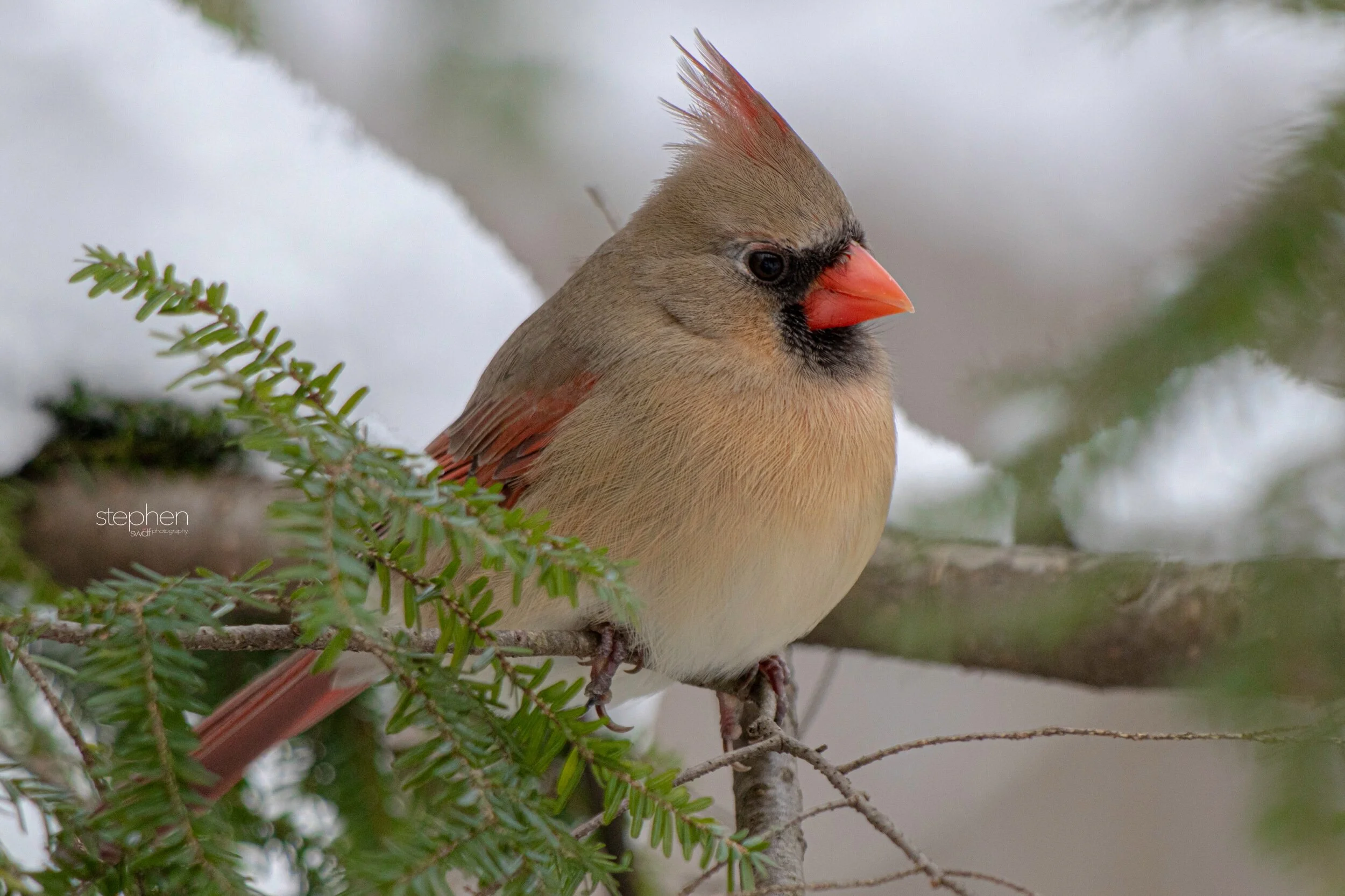 Betsy Cardinal15 - Brecksville Metroparks.jpeg