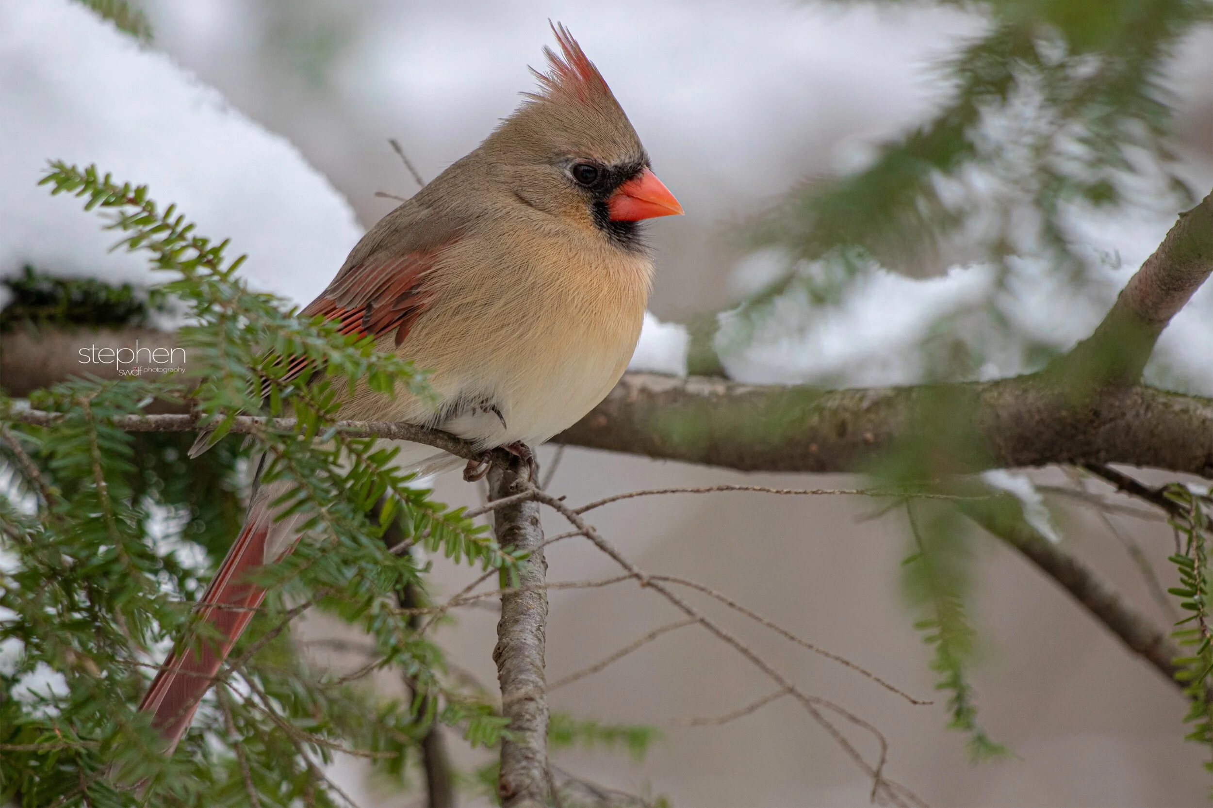 Betsy Cardinal14 - Brecksville Metroparks.jpeg