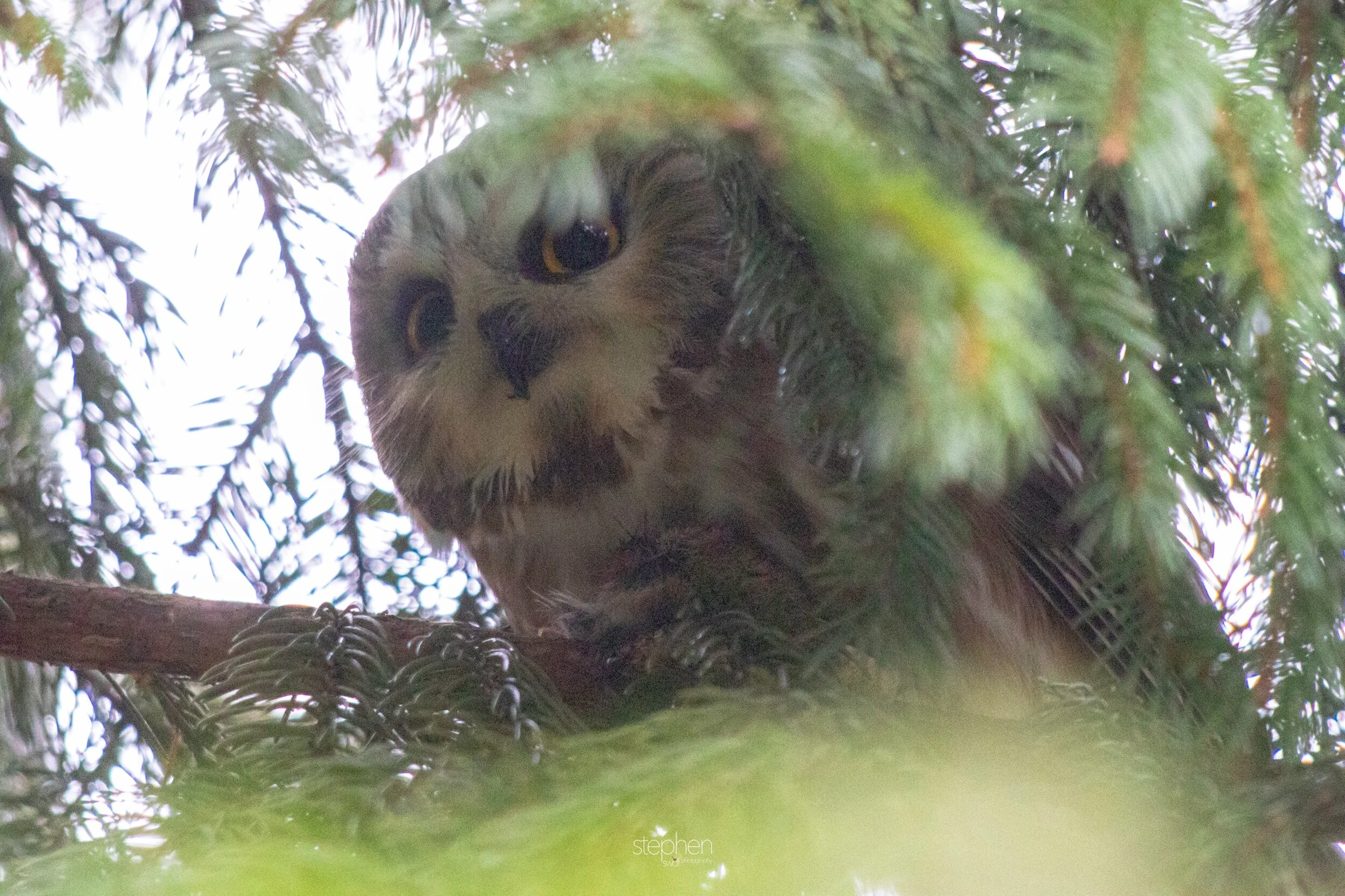 Saw Whet Owl9 - CLNP.jpeg